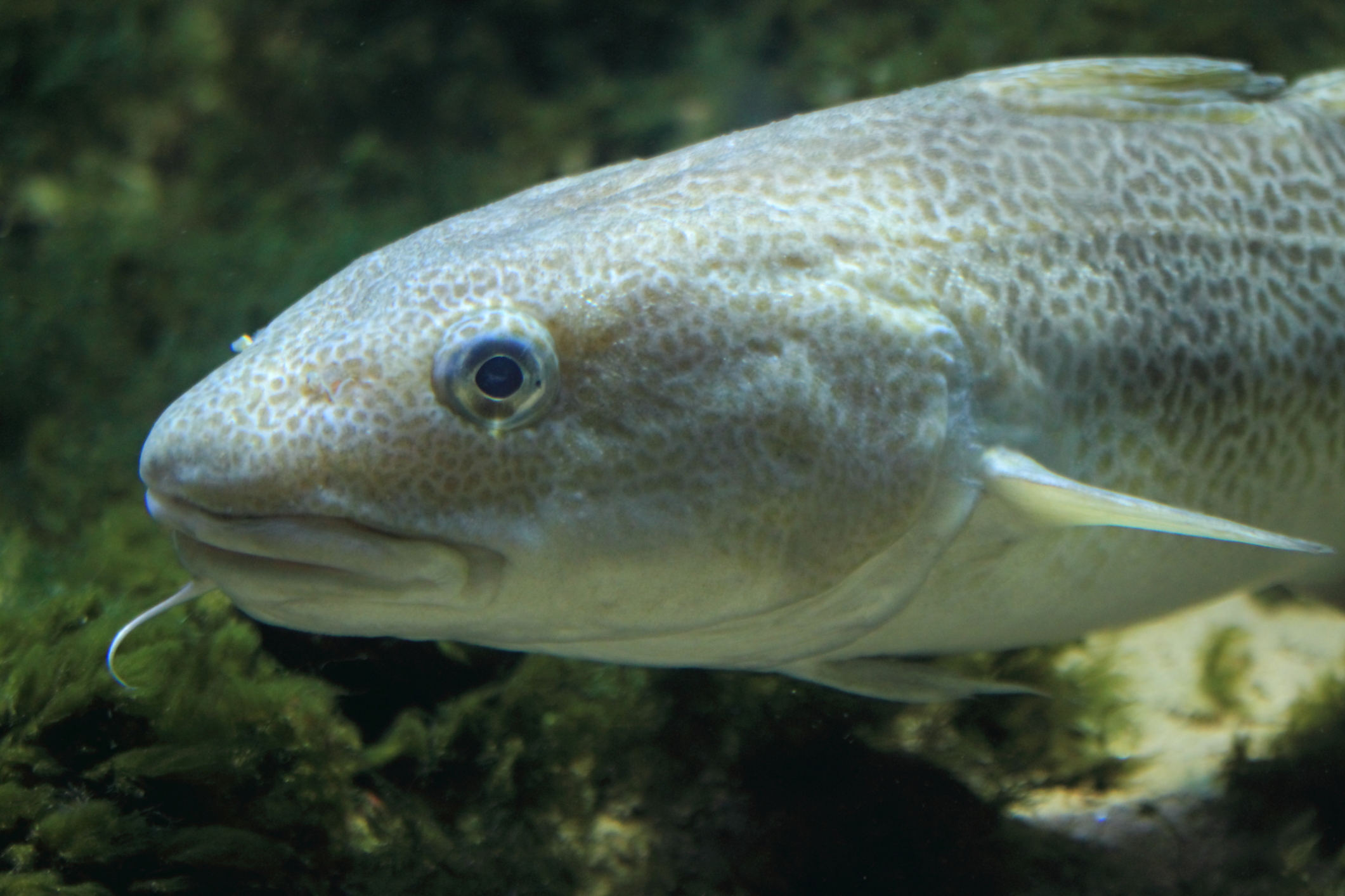 Atlantic cod photo and wallpaper. Cute Atlantic cod pictures