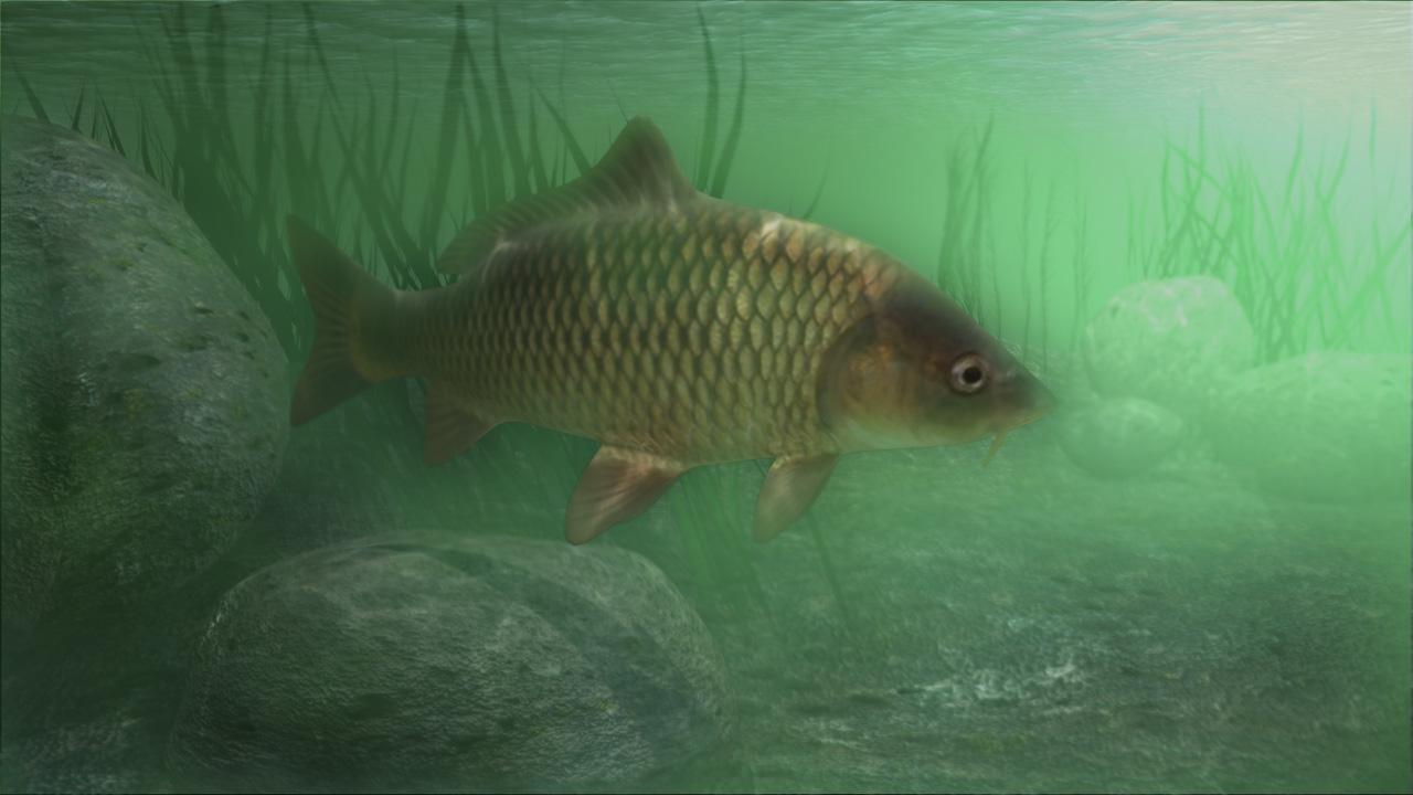 Carp Wallpapers