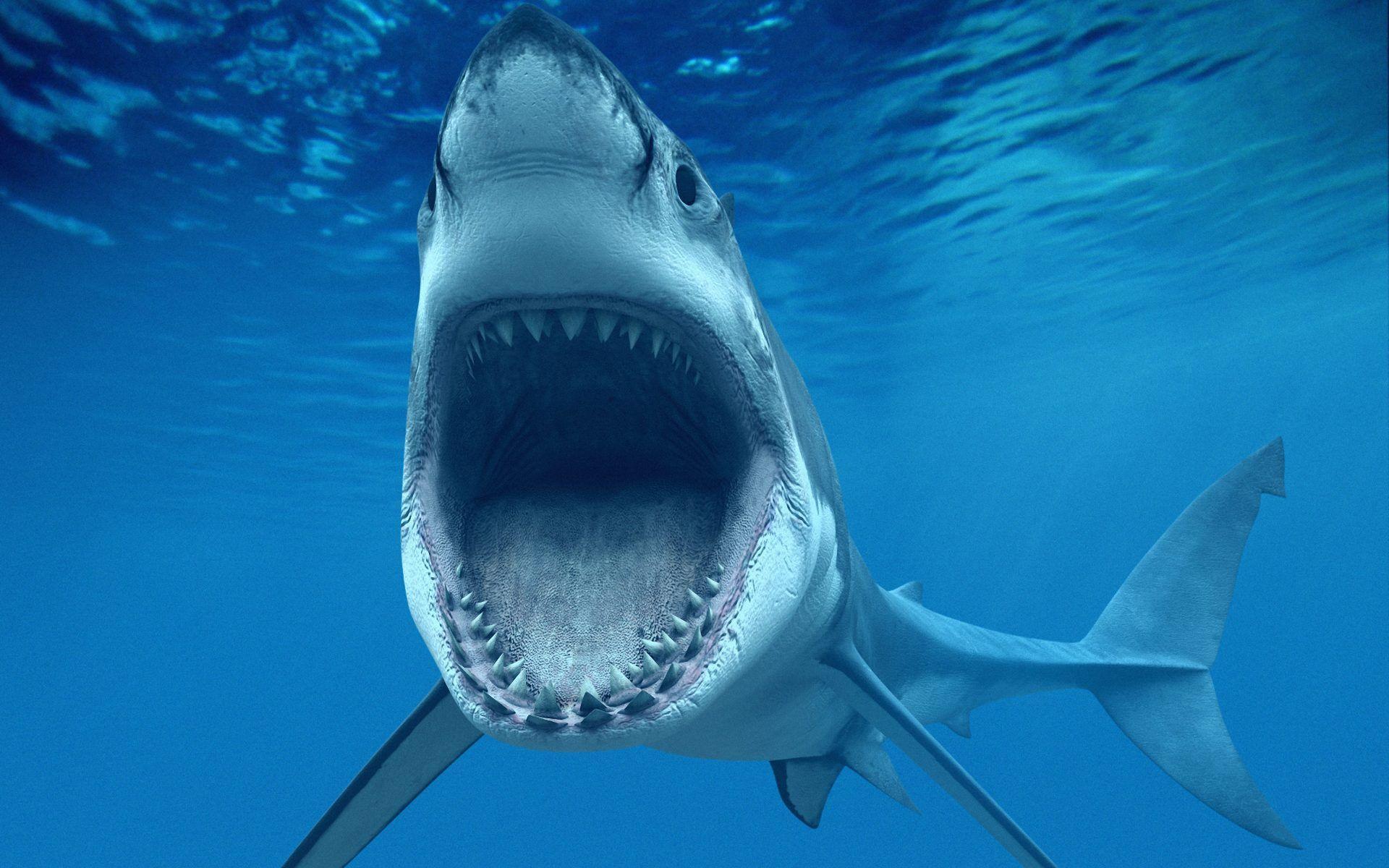 Shark Wallpapers 1008