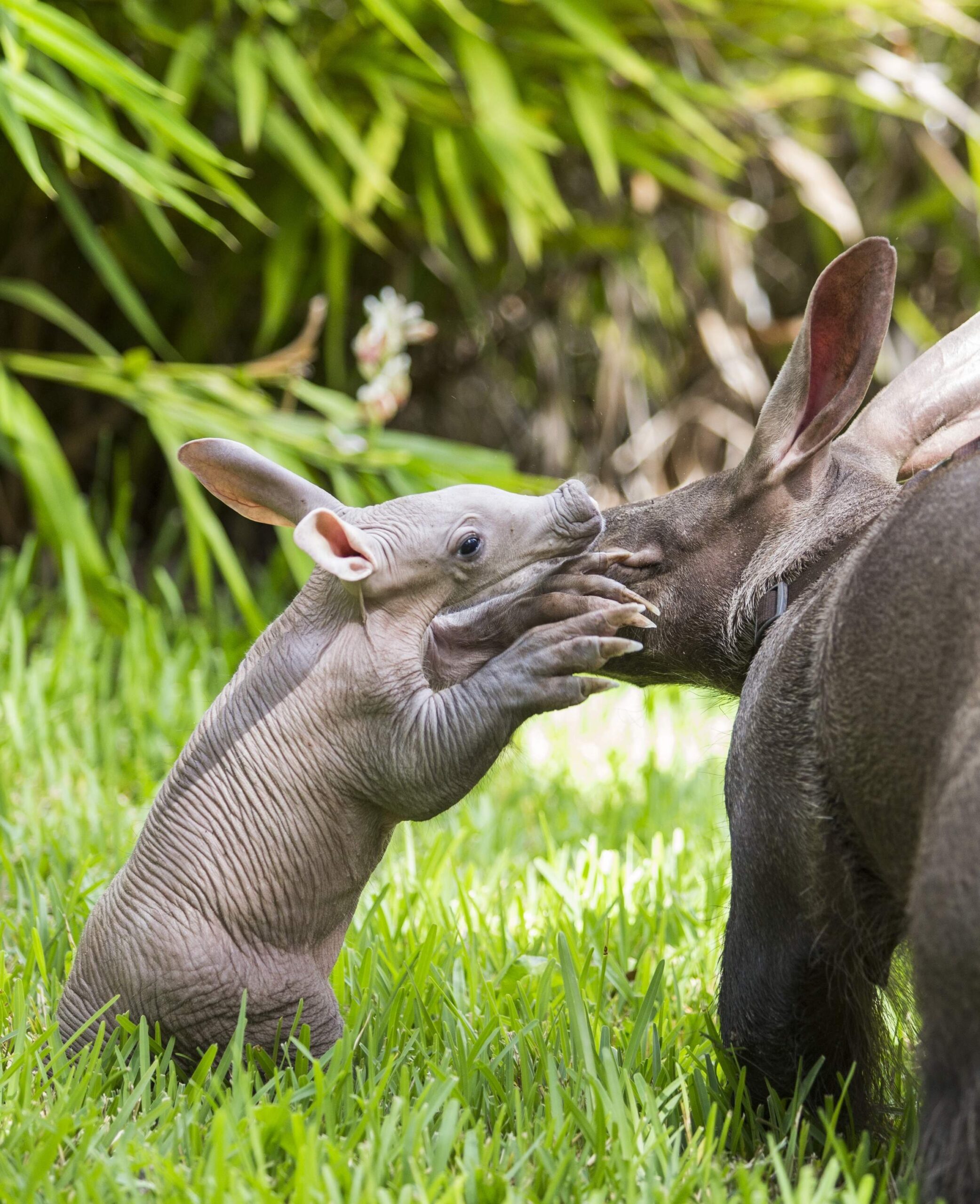 Aardvark Wallpapers High Quality