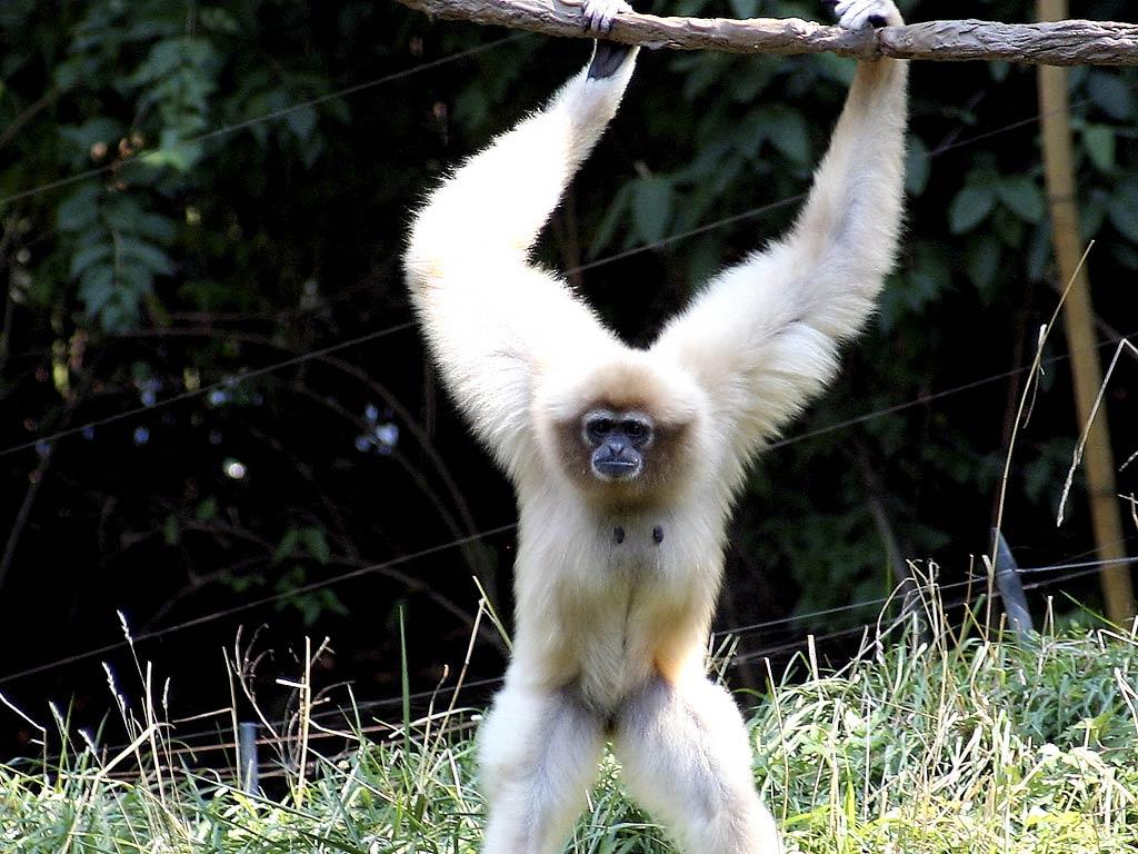 Gibbon wallpapers