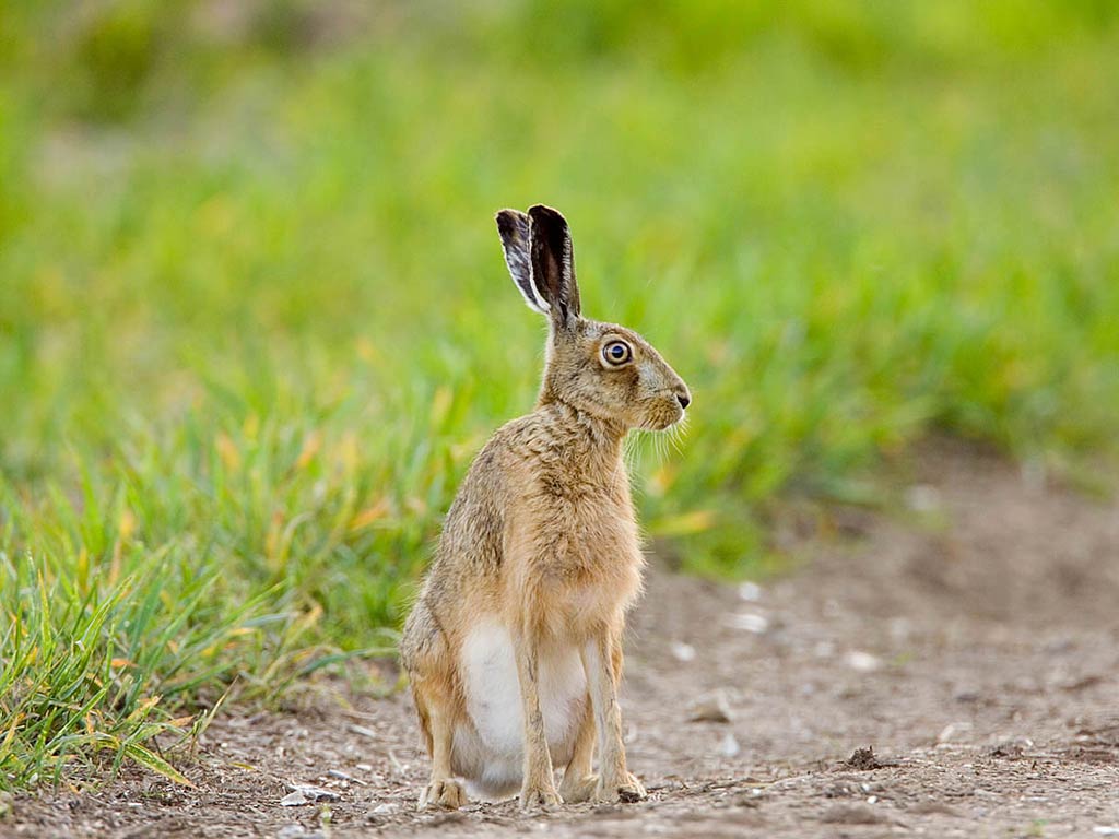 Hare Wallpapers 4K