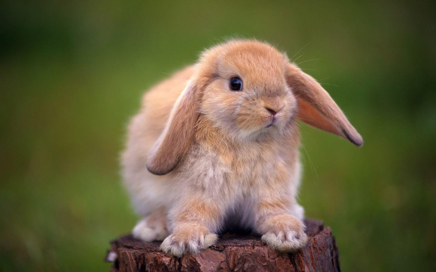 Rabbit HD Wallpapers