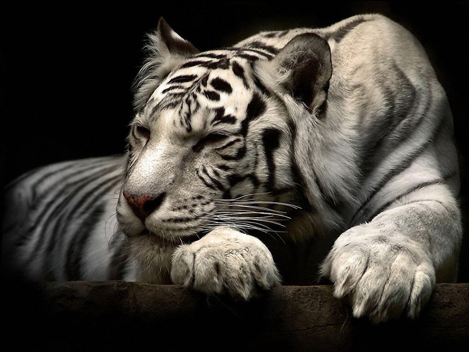 192 White Tiger Wallpapers