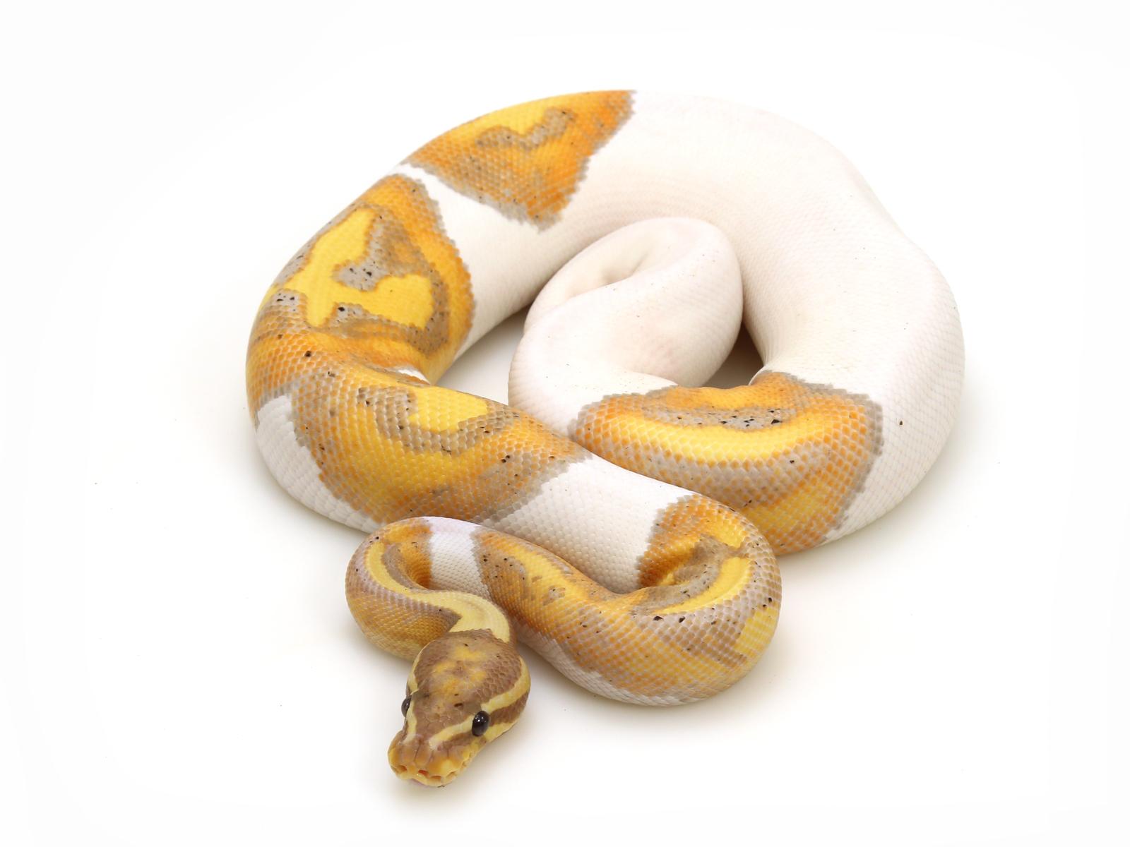 Banana – Markus Jayne Ball Pythons