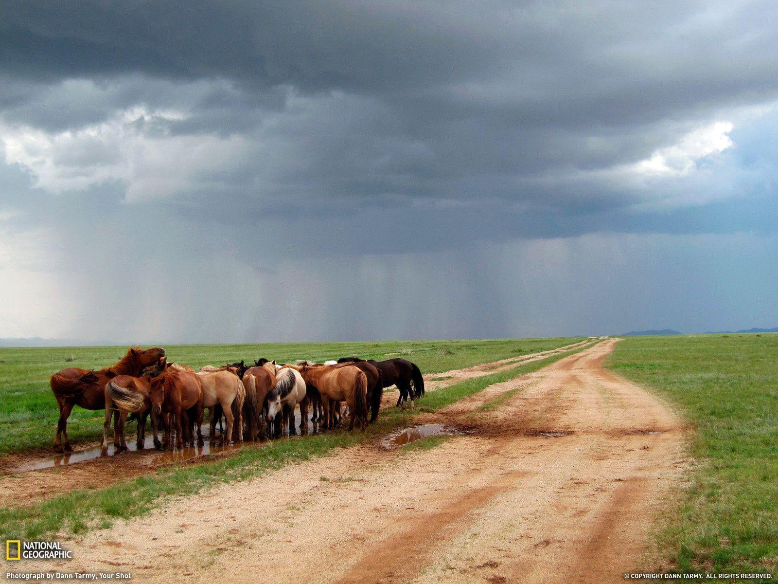 Ponies Photo, Animal Wallpapers – National Geographic Photo of the Day