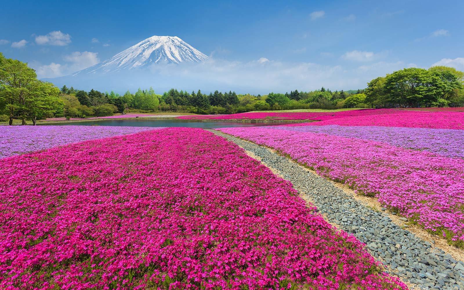 This Japanese Flower Festival Almost Doesn’t Look Real