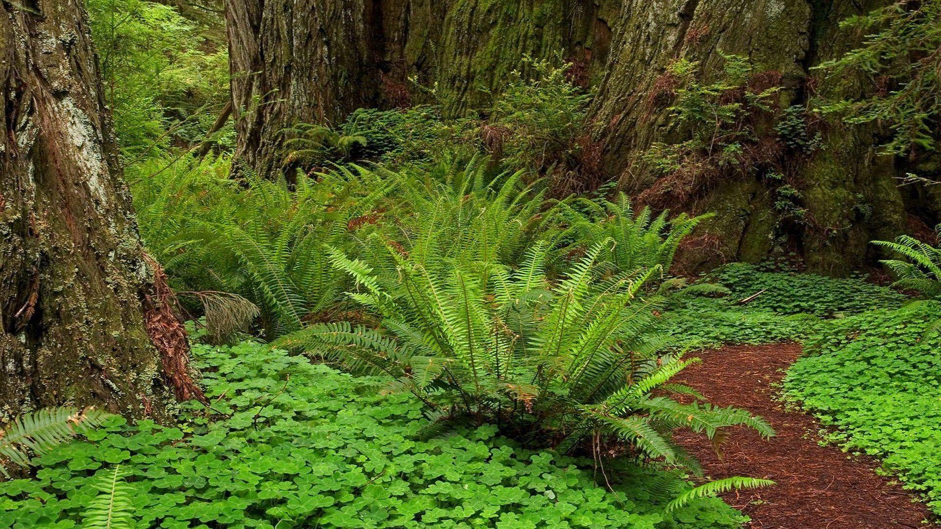 Redwoods Tag wallpapers: Trees Forest Redwoods Ferns Nature HD