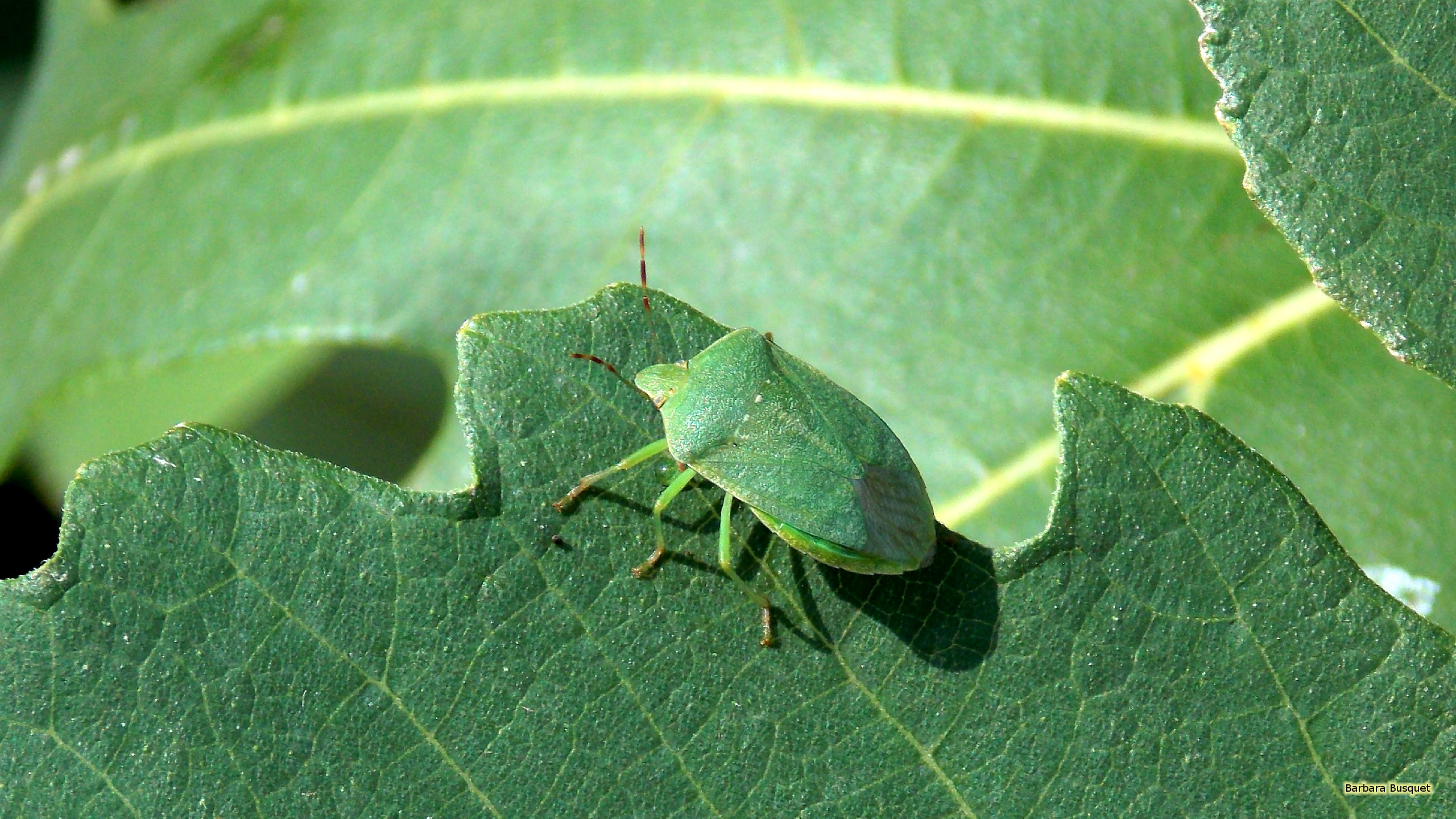 Green shield bug on a leaf