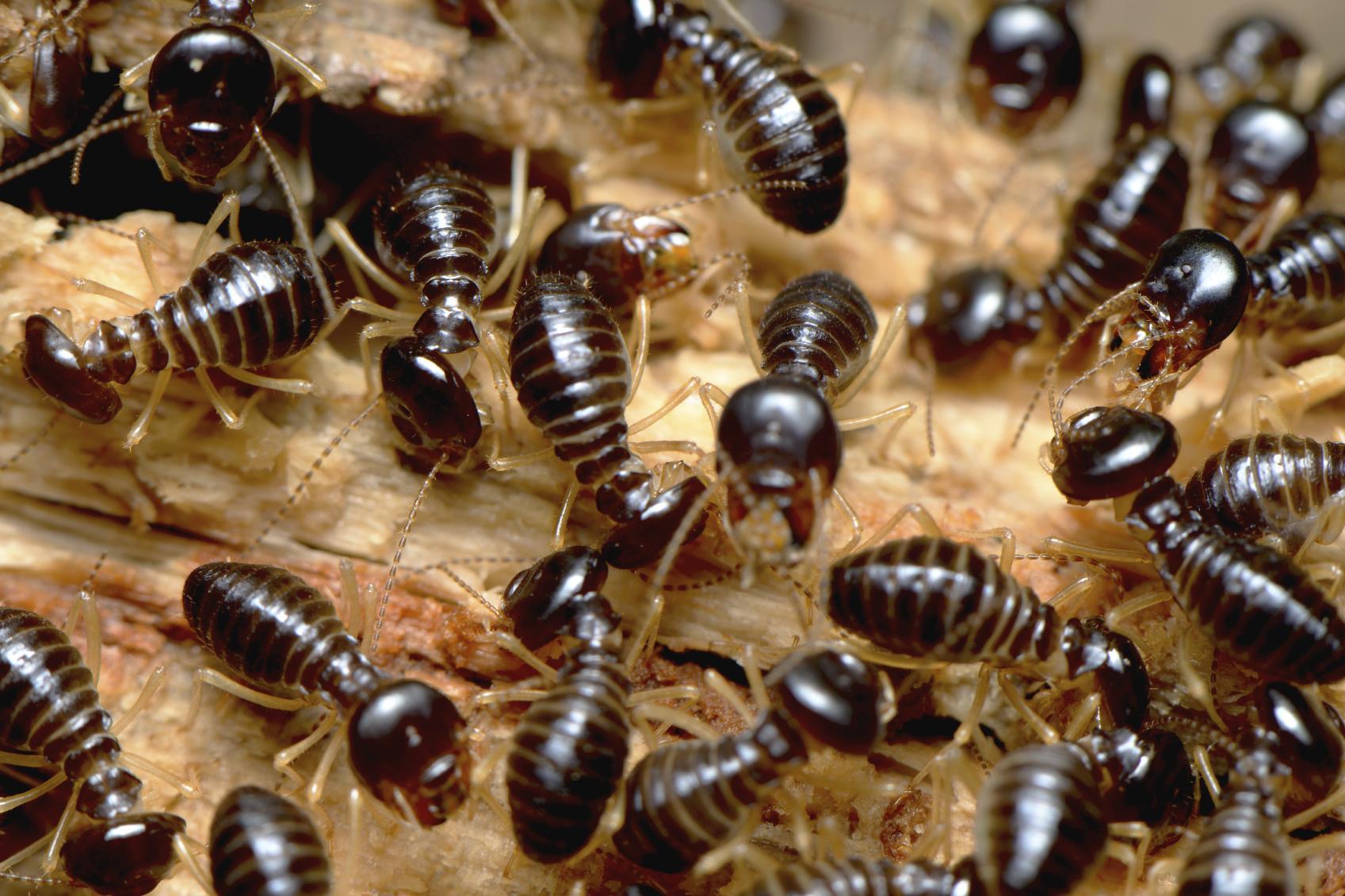 Termites Wallpapers High Quality