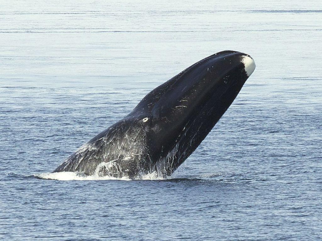 Audio: Bowhead whales in the Arctic sing hundreds of complex