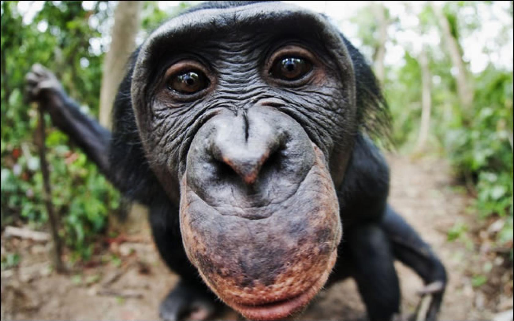 Chimpanzee