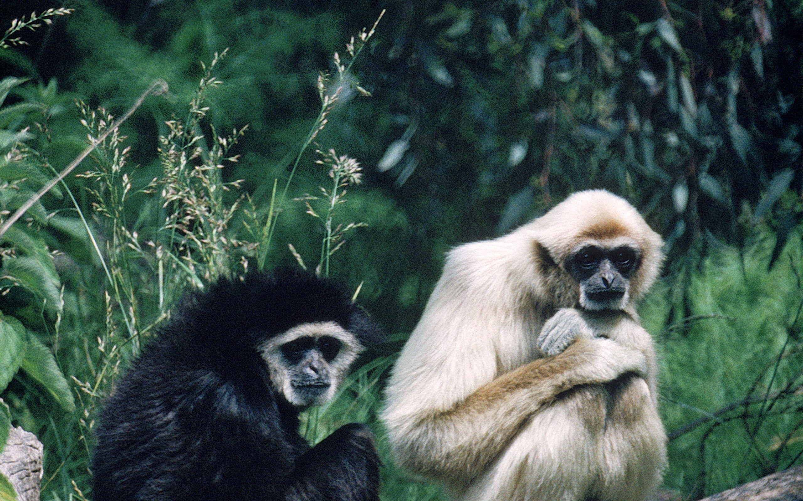 HQ Definition Wallpapers Desktop gibbon