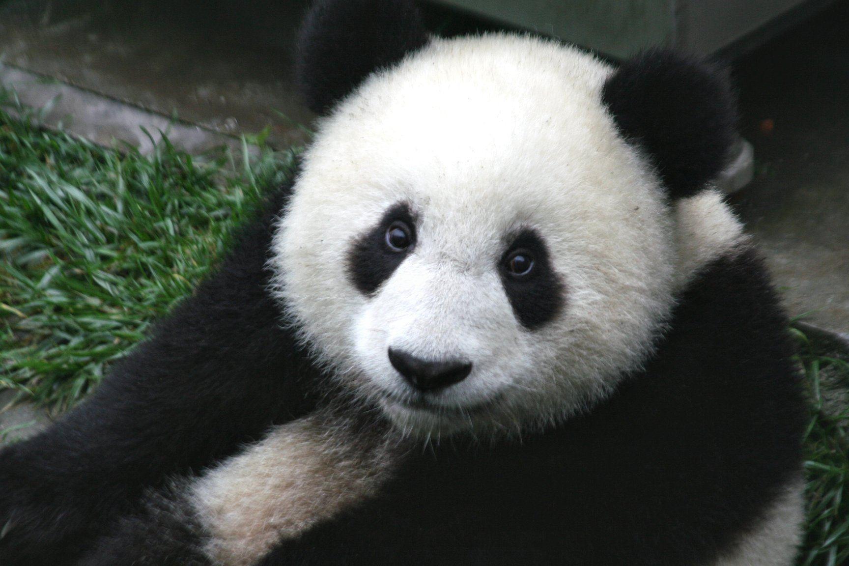 Cute Panda Bear Wallpapers