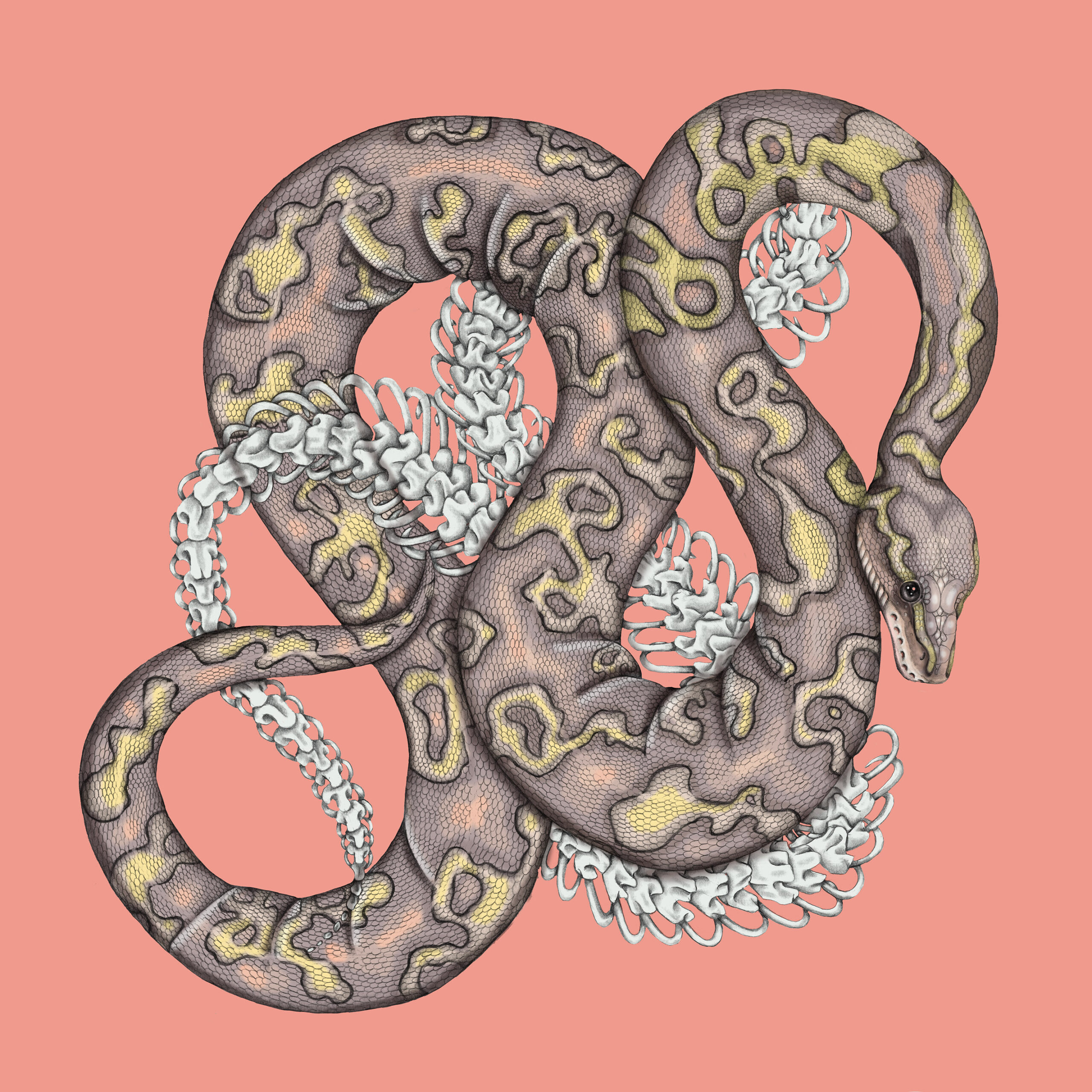 Banana Ball Python on Inspirationde