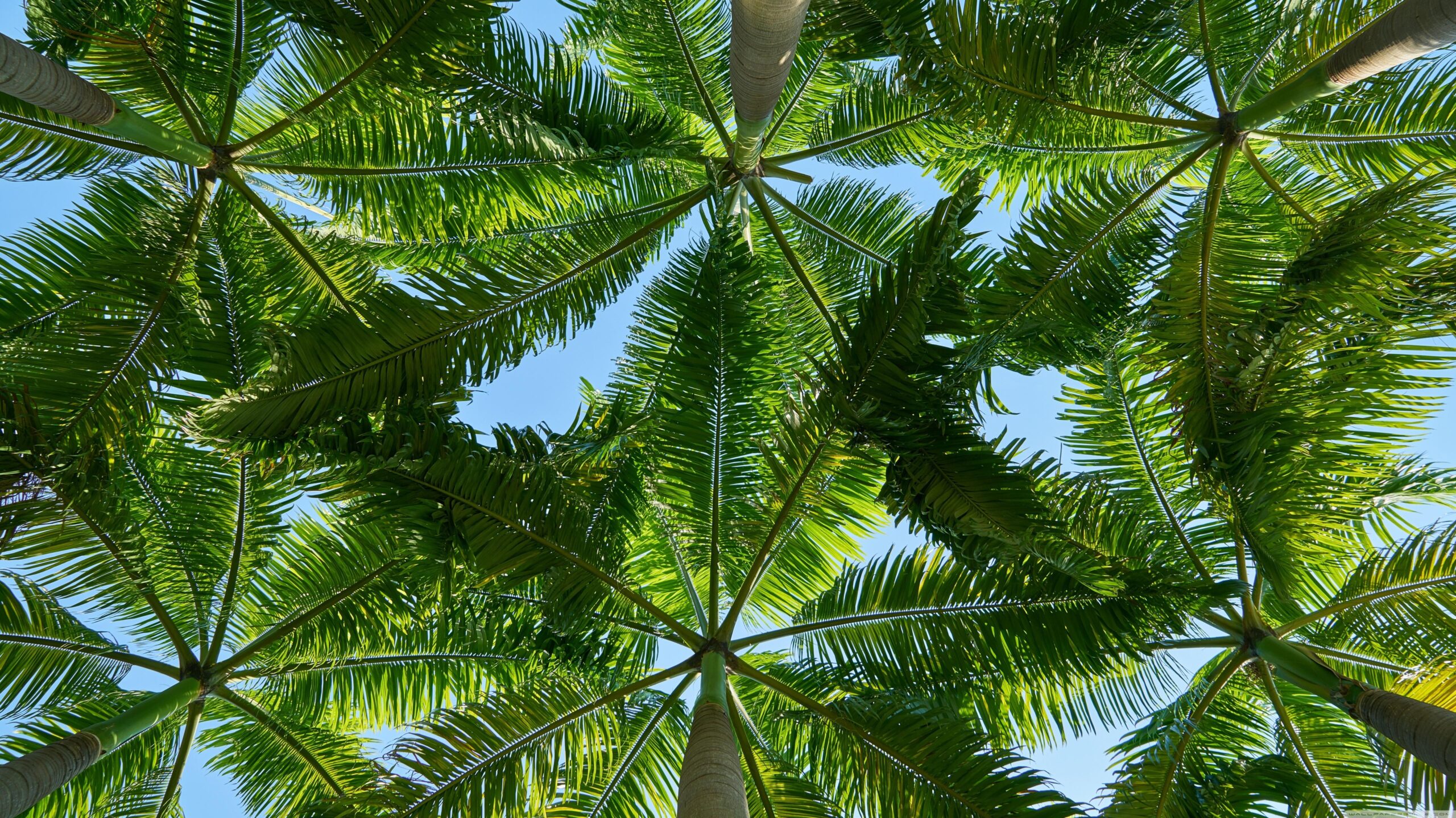 Palm Trees ❤ 4K HD Desktop Wallpapers for 4K Ultra HD TV • Wide