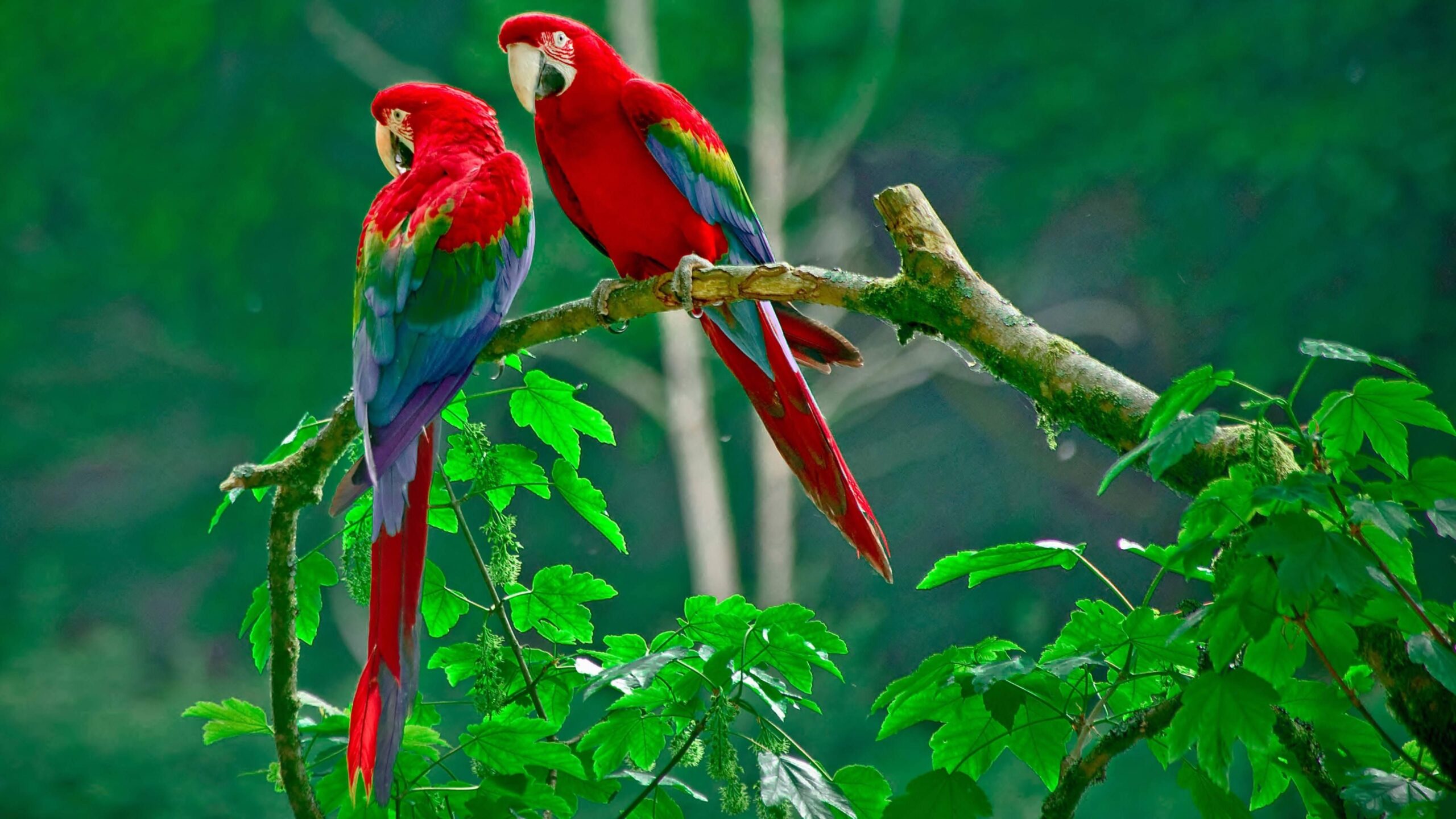 Red Parrot HD Wallpapers