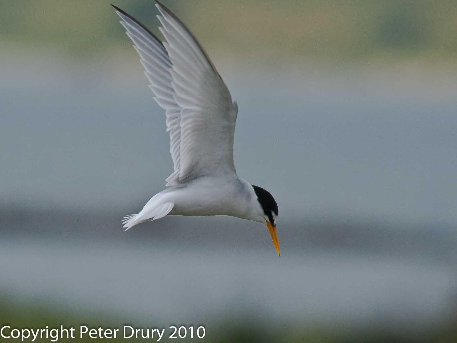 Tern