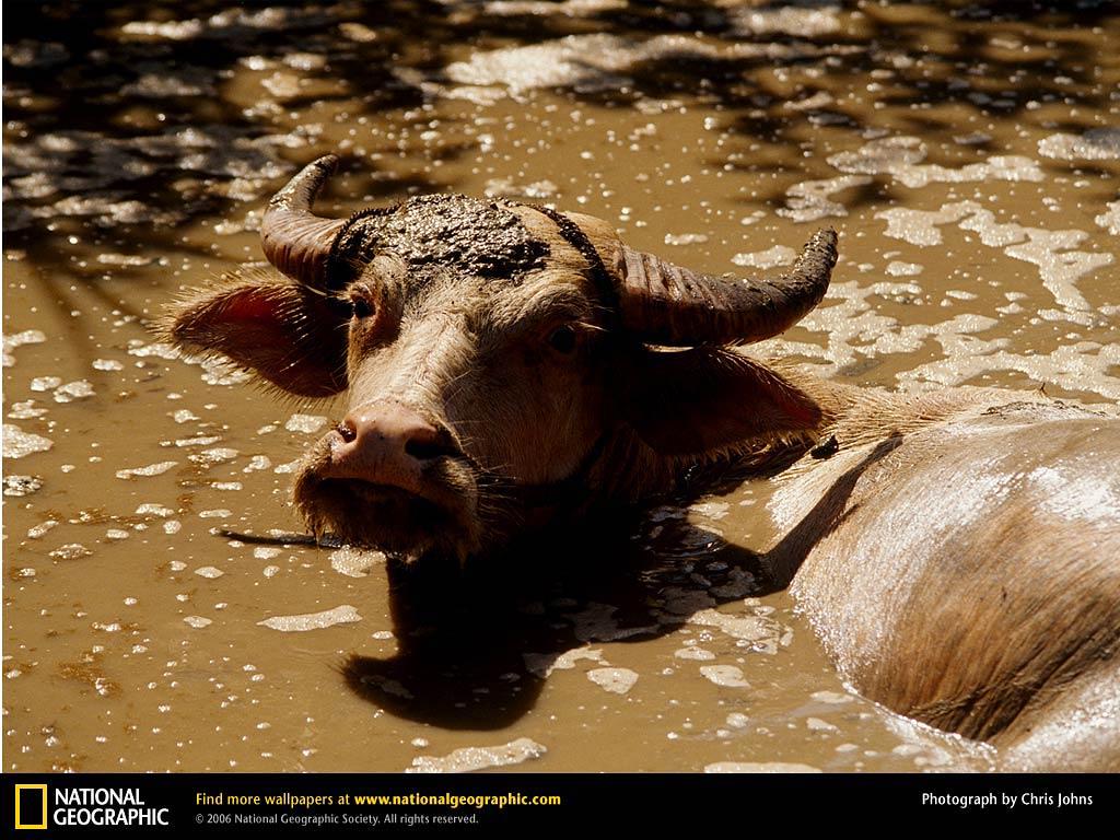 Water Buffalo Wallpapers and Backgrounds