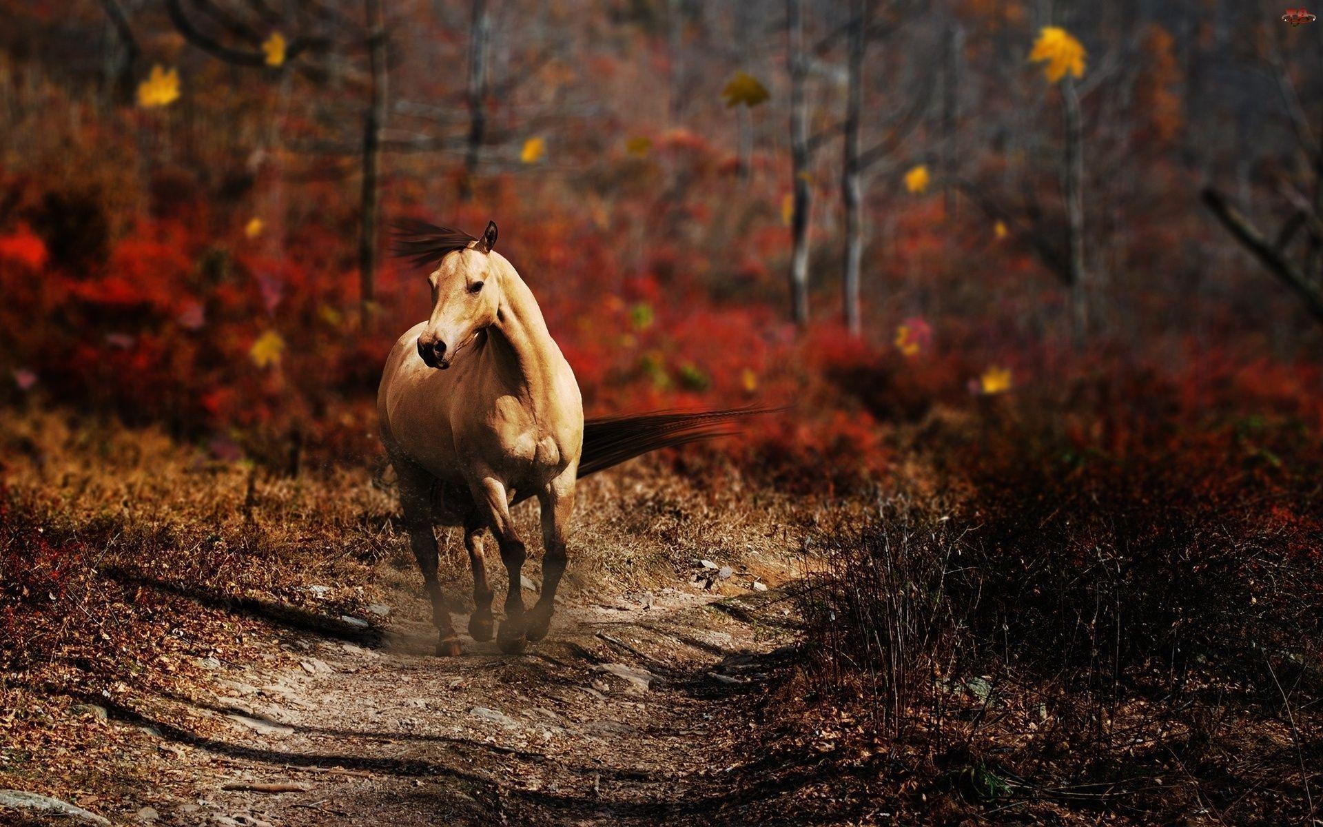 Running Horse Wallpapers Wallpapers computer