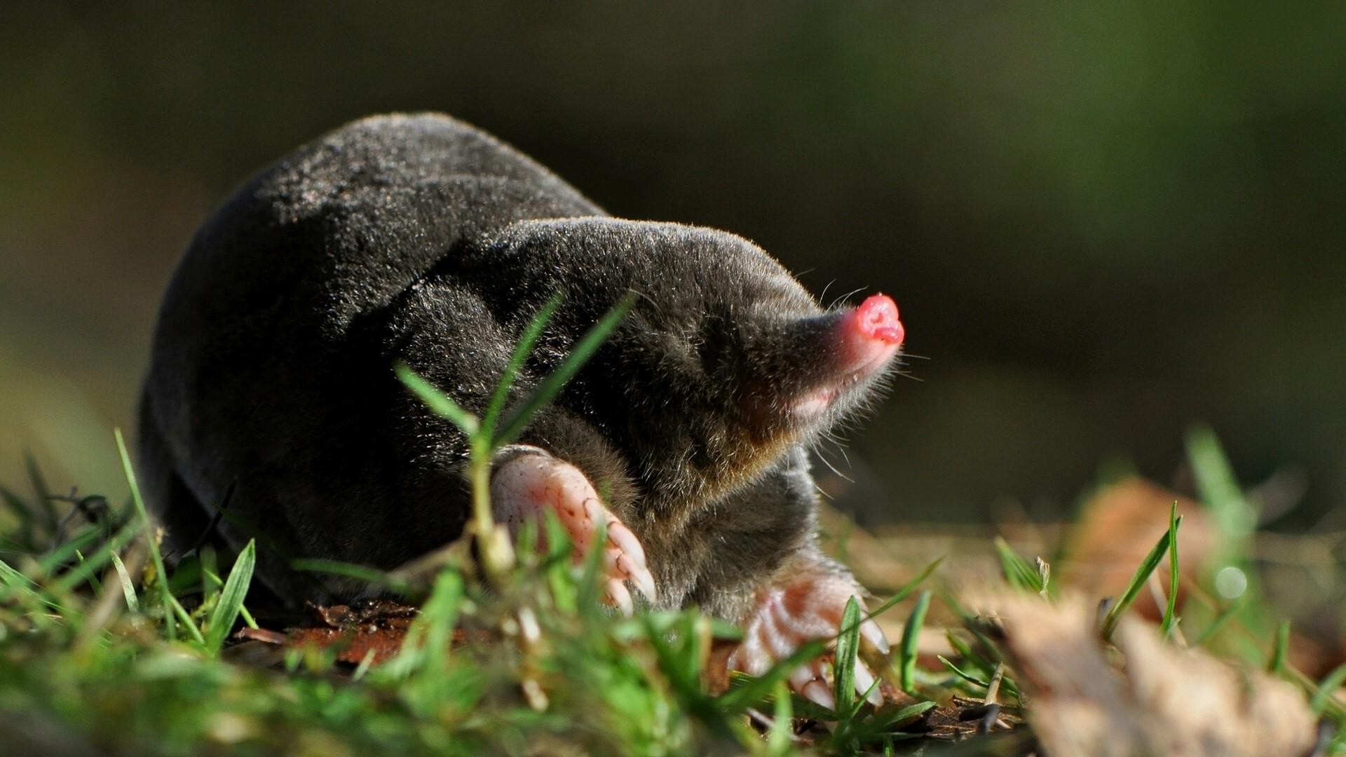 moles, Animals, Grass Wallpapers HD / Desktop and Mobile