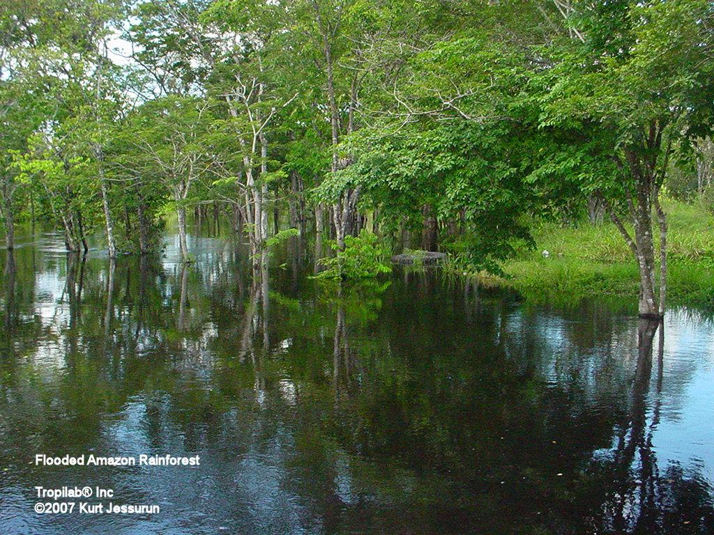 wallpapers image amazon rainforest