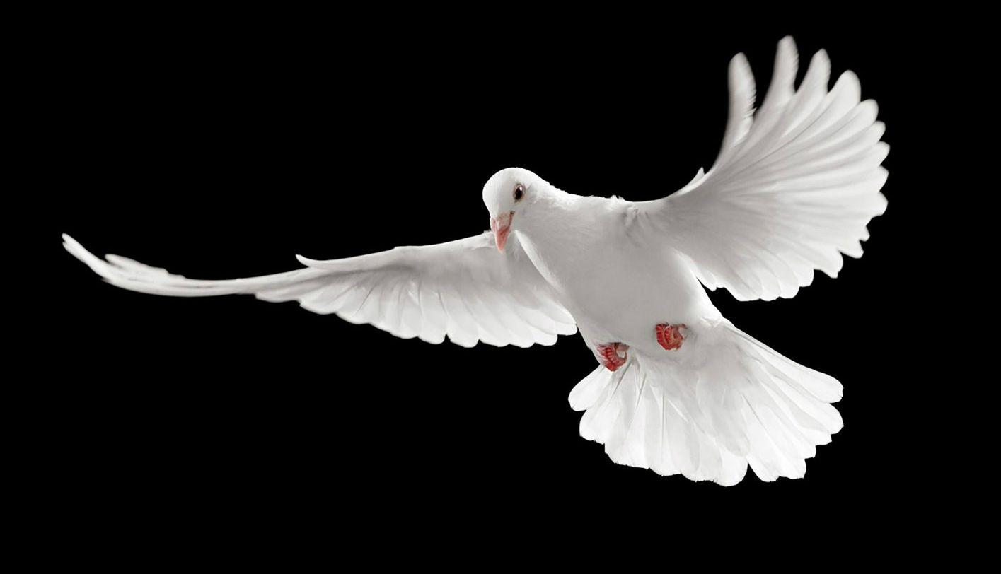 Flying White Pigeons Black Backgrounds HD Wallpapers Image