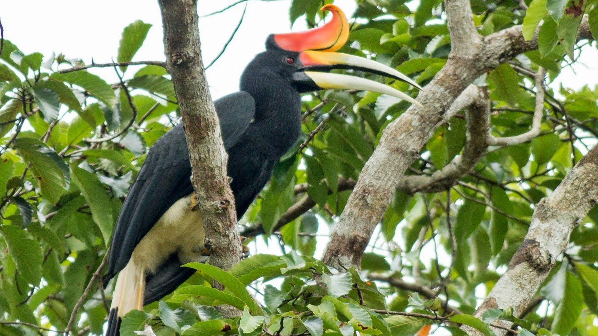 Unusual Bird Rhinoceros Hornbill : Wallpapers13