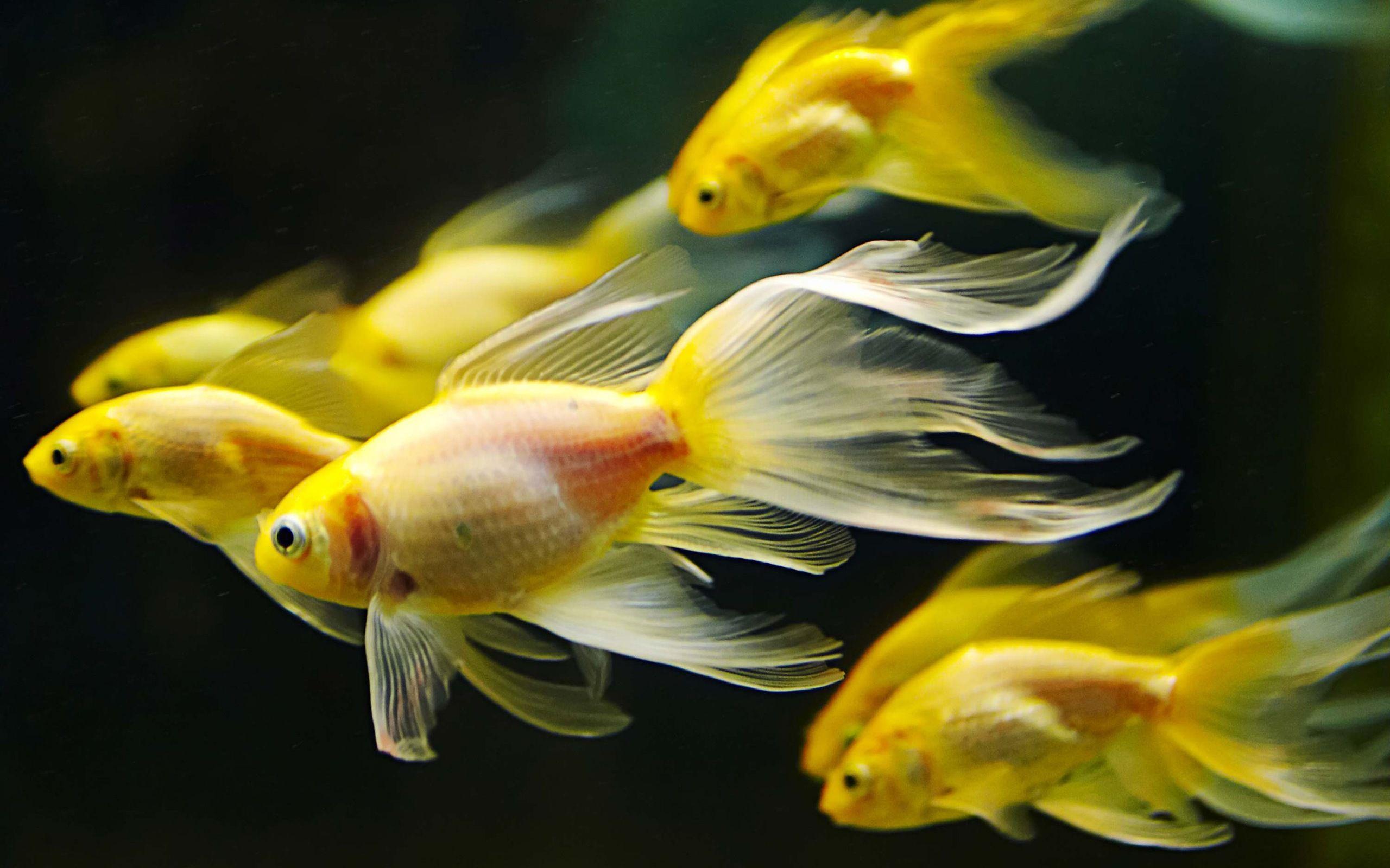 50+ Colorful Goldfish Wallpapers