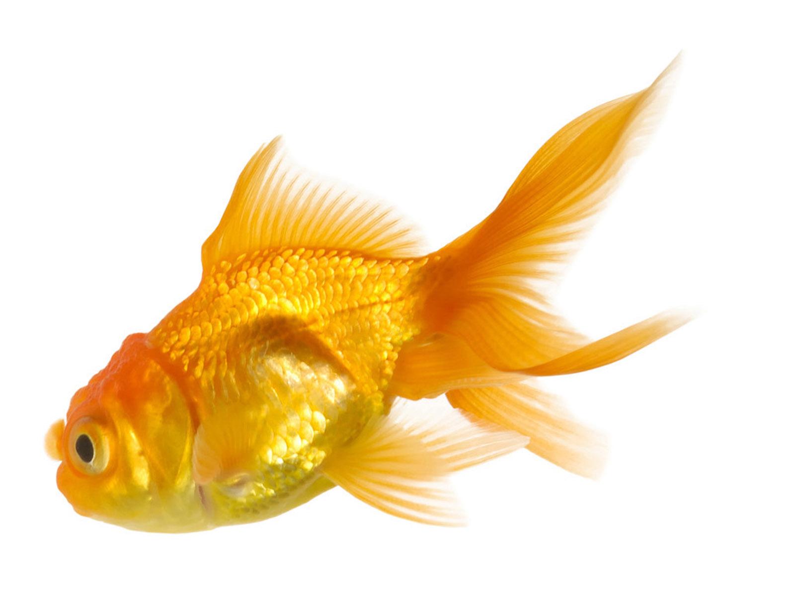 7681 gold fish wallpapers