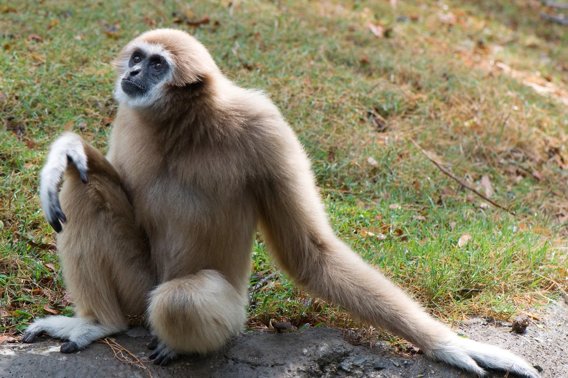 Gibbon HD Wallpapers