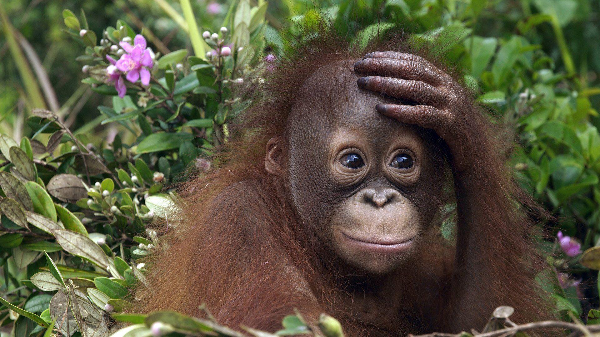 93 Orangutan HD Wallpapers