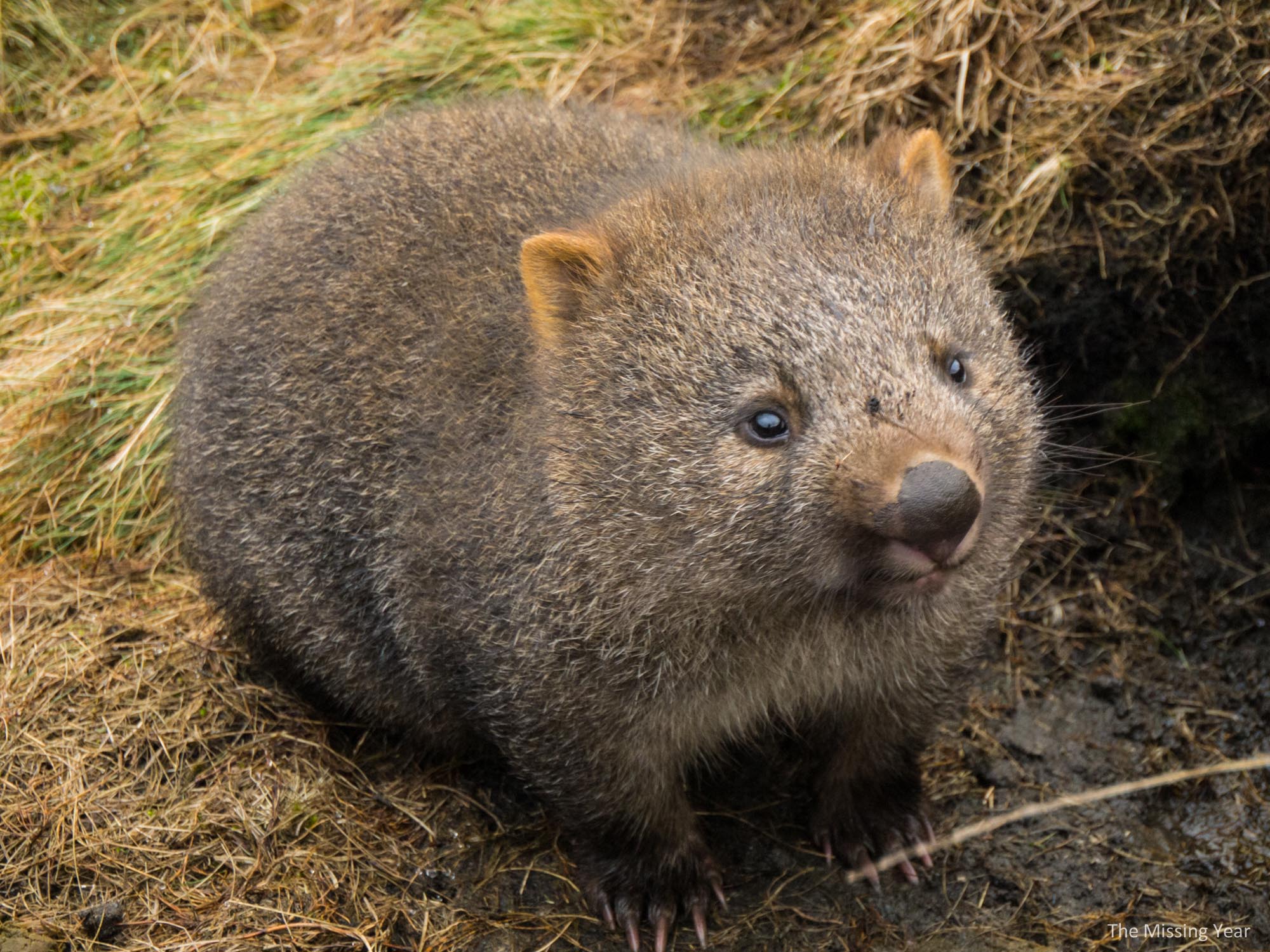 Desktop Wallpapers Wombat