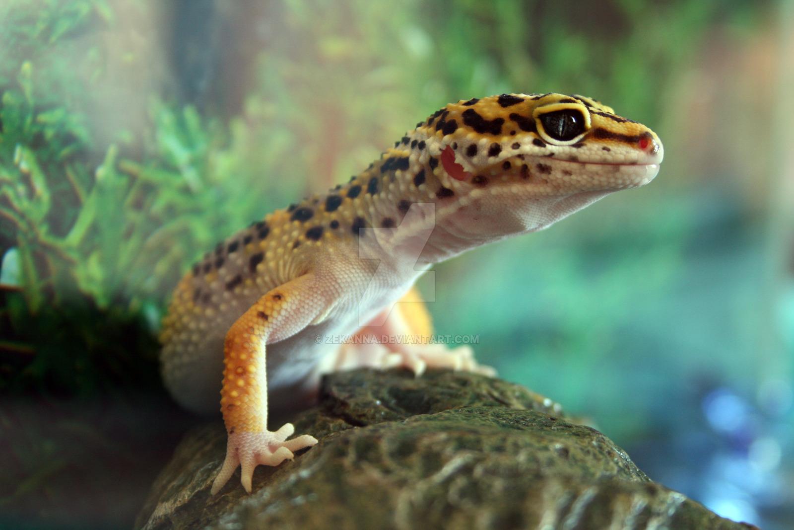 Leopard Gecko Wallpapers HD Download