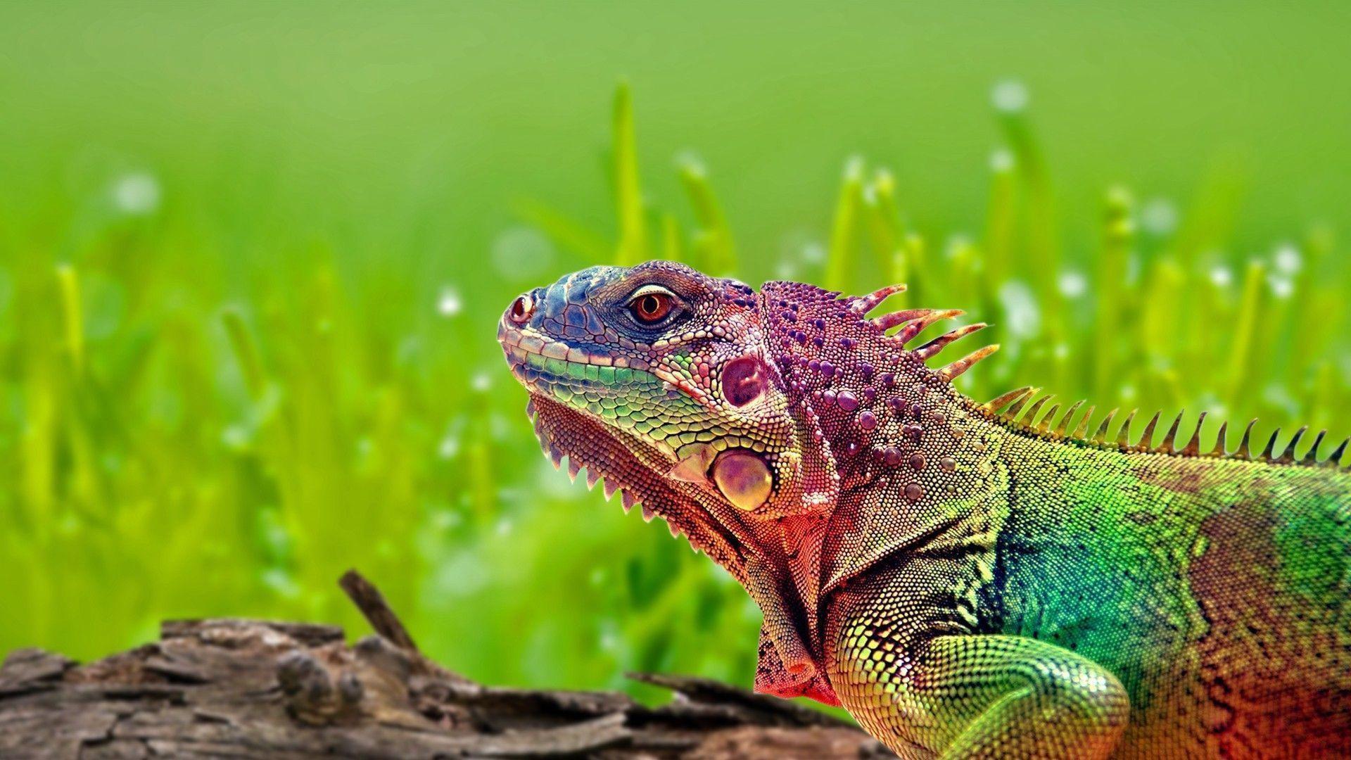 Colorful Lizard Wallpapers 15386