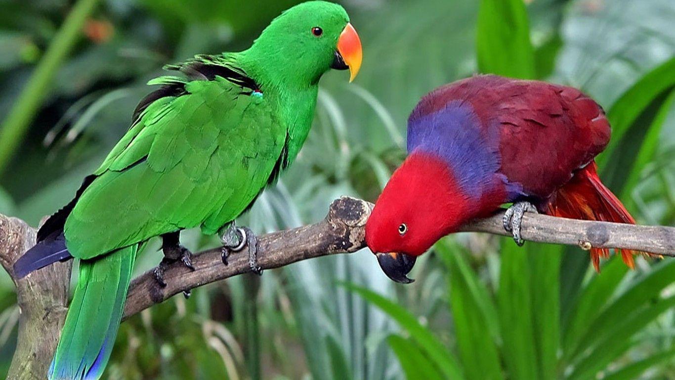 Eclectus Roratus Solomon Islands New Guinea : Wallpapers13