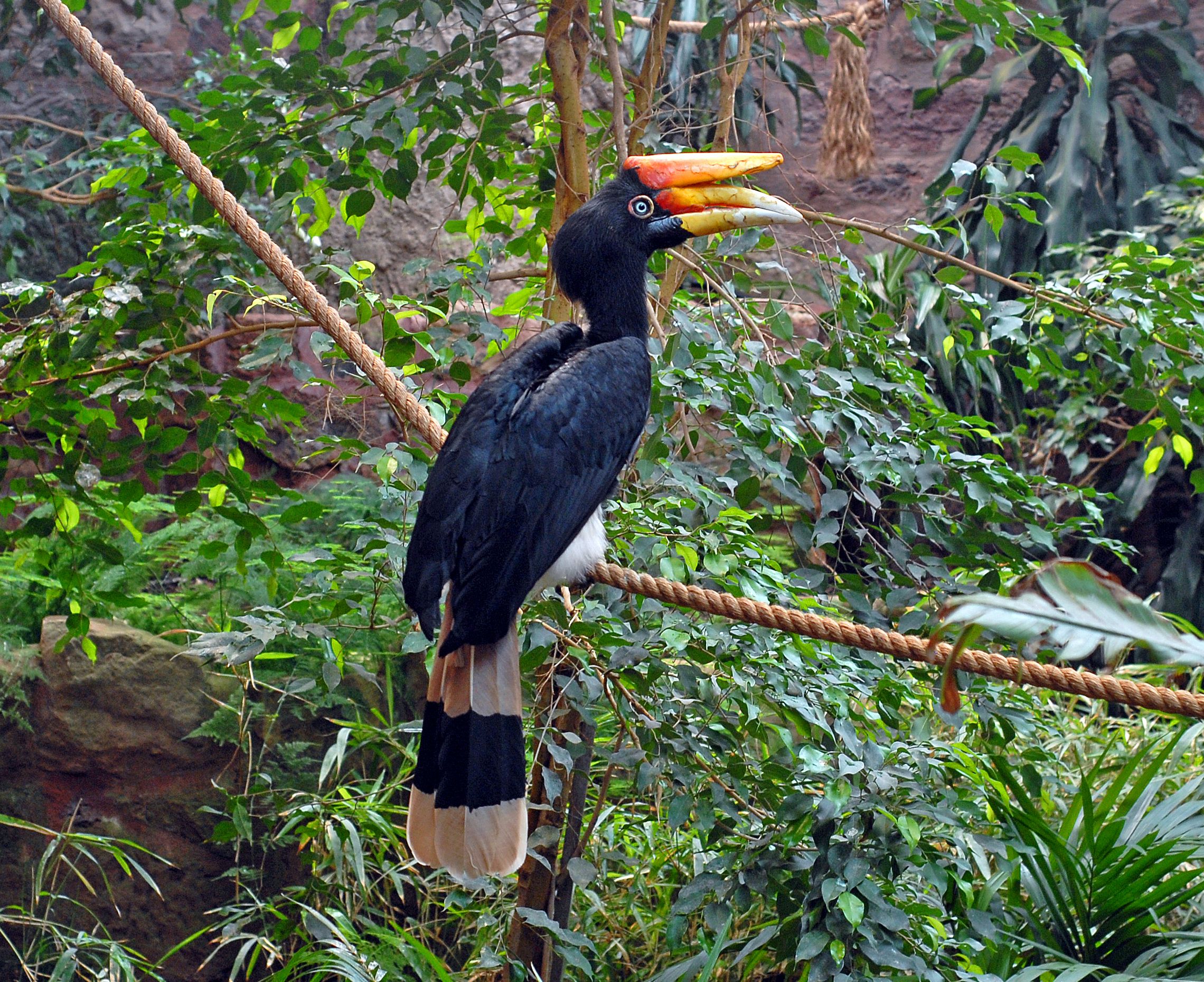 Rhinoceros Hornbill