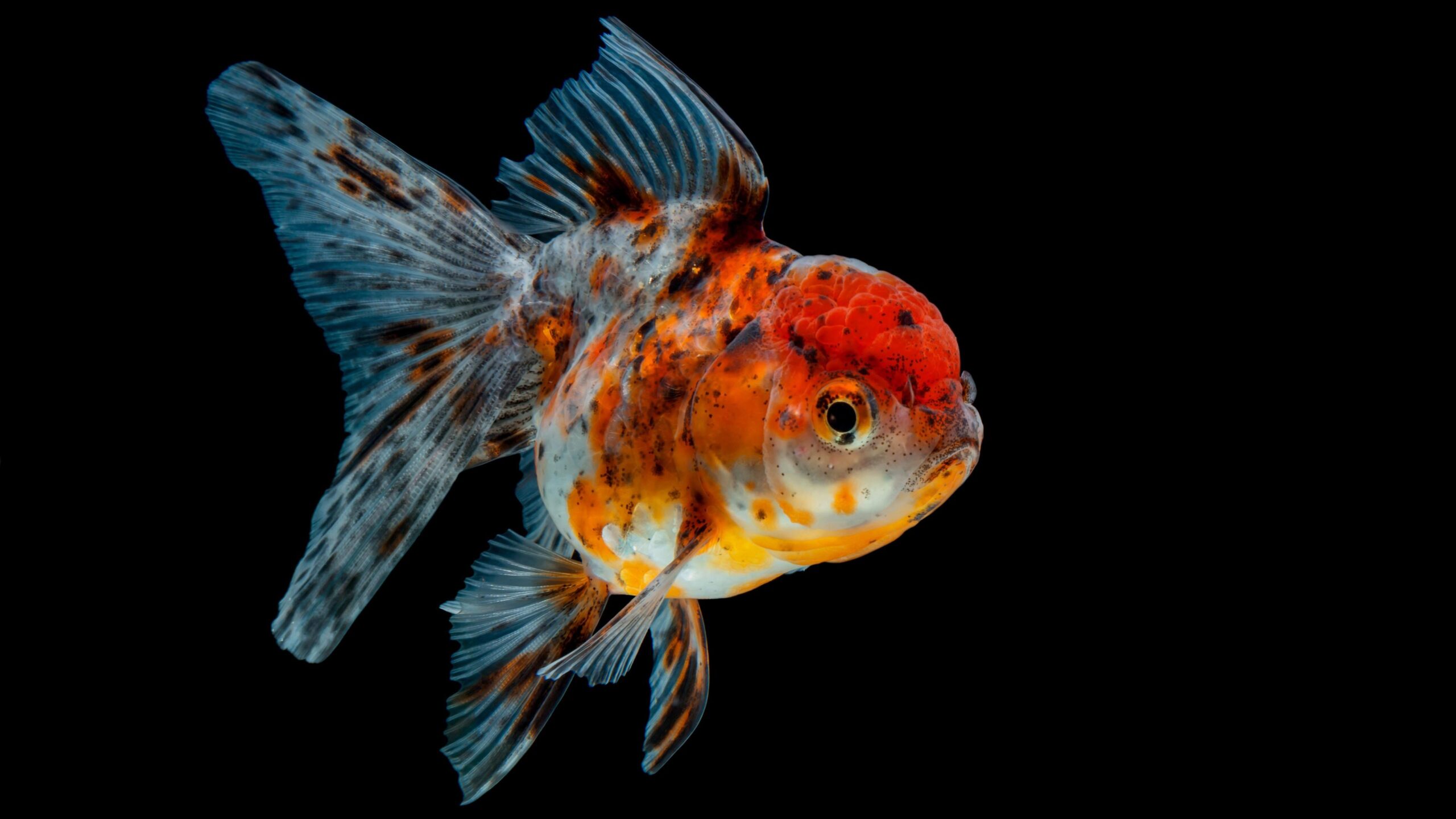 Goldfish 4K UltraHD Wallpapers