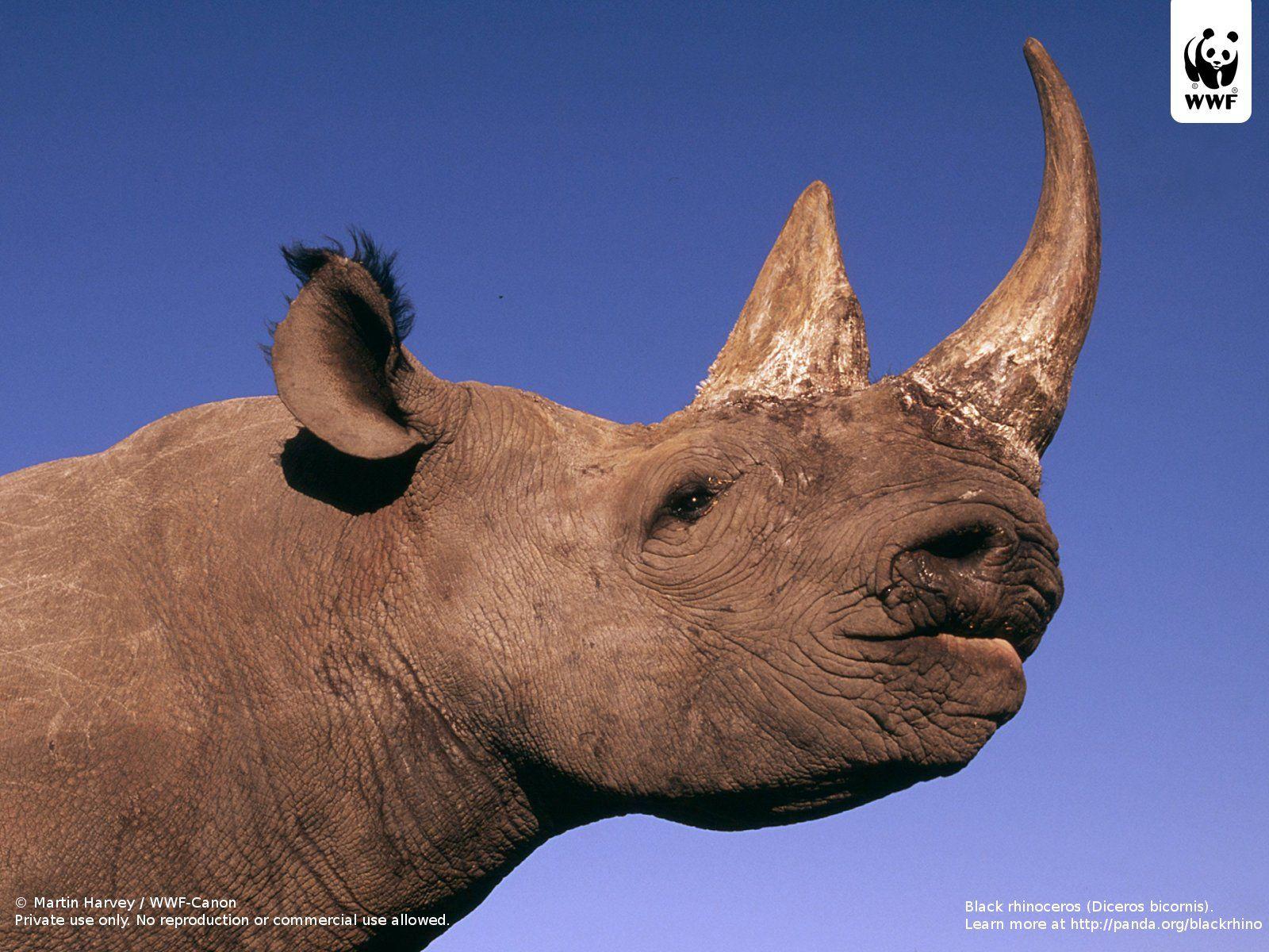 Black rhinoceros