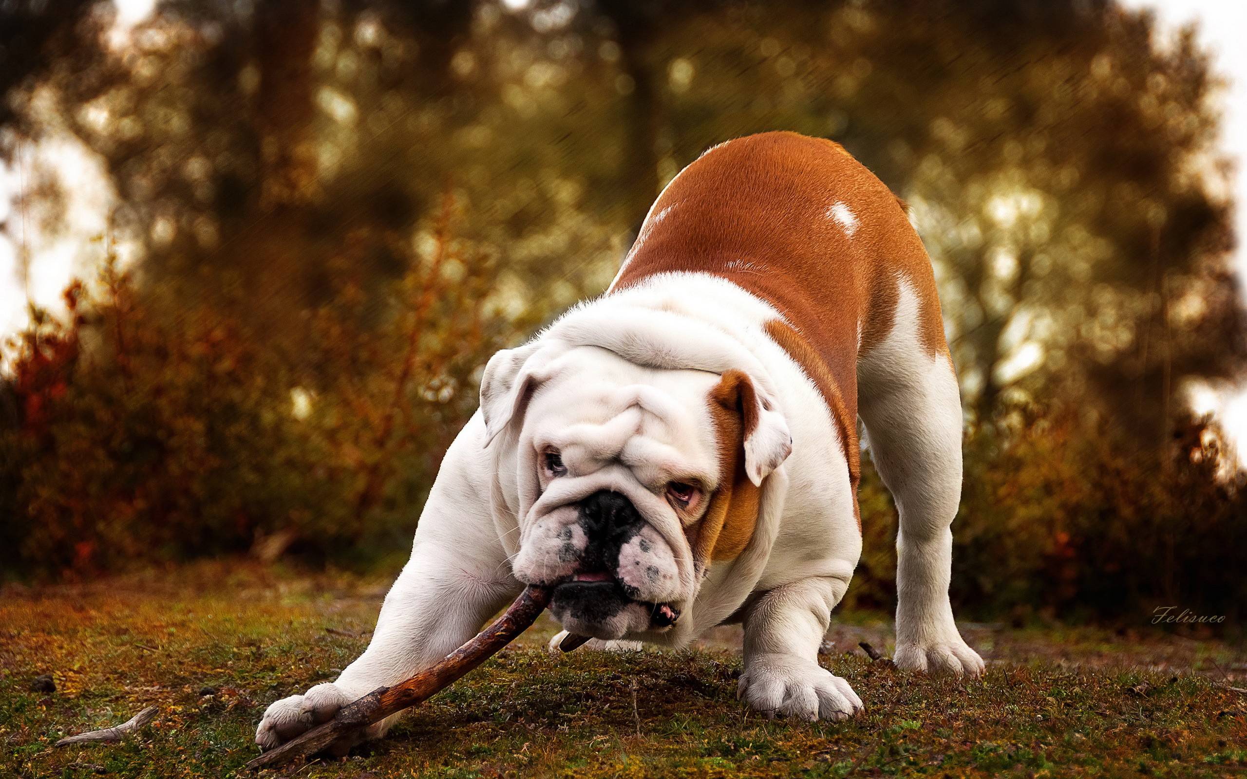 Bulldog Computer Wallpapers, Desktop Backgrounds Id: 399838