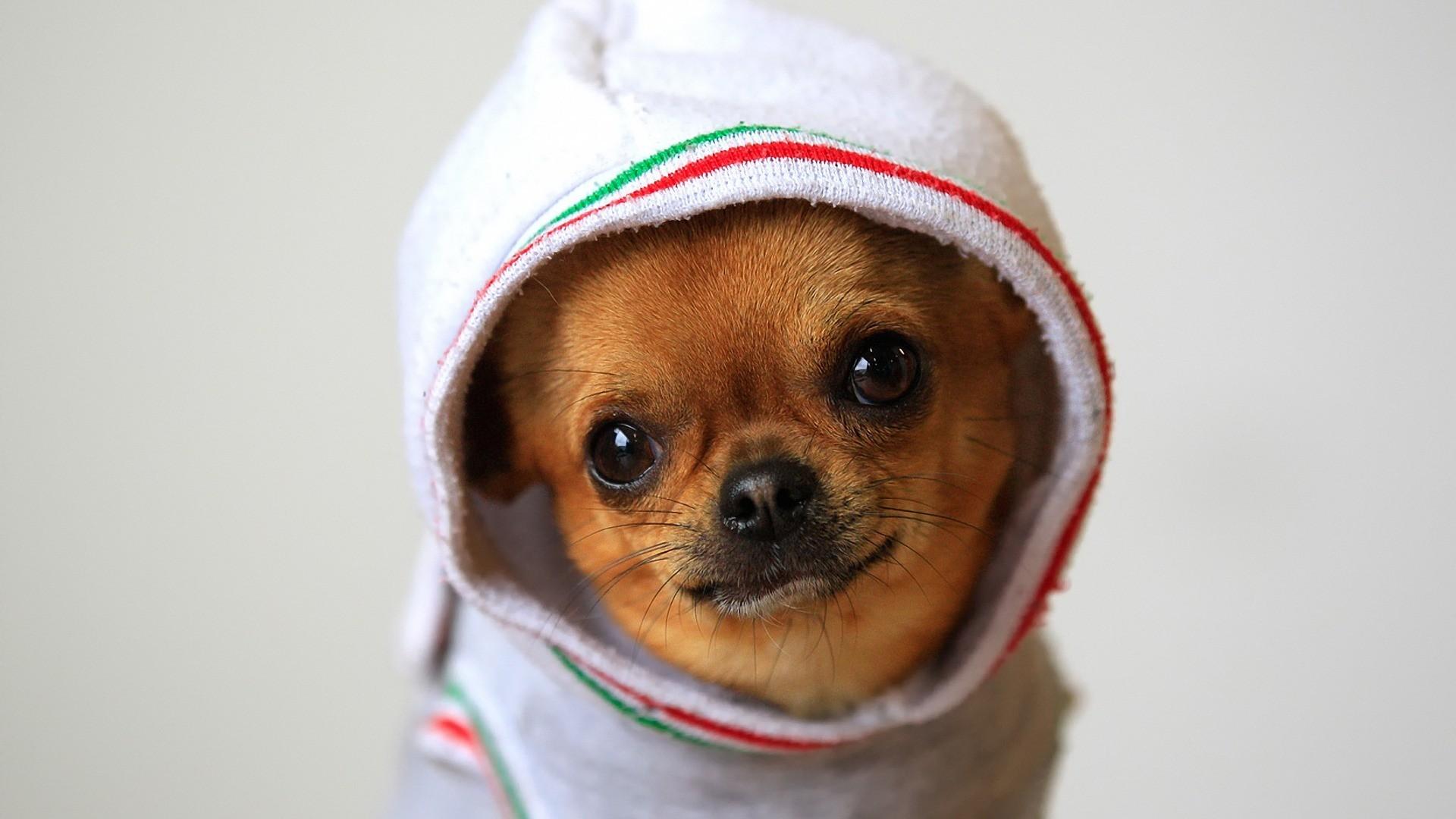 Animals dogs funny chihuahua wallpapers