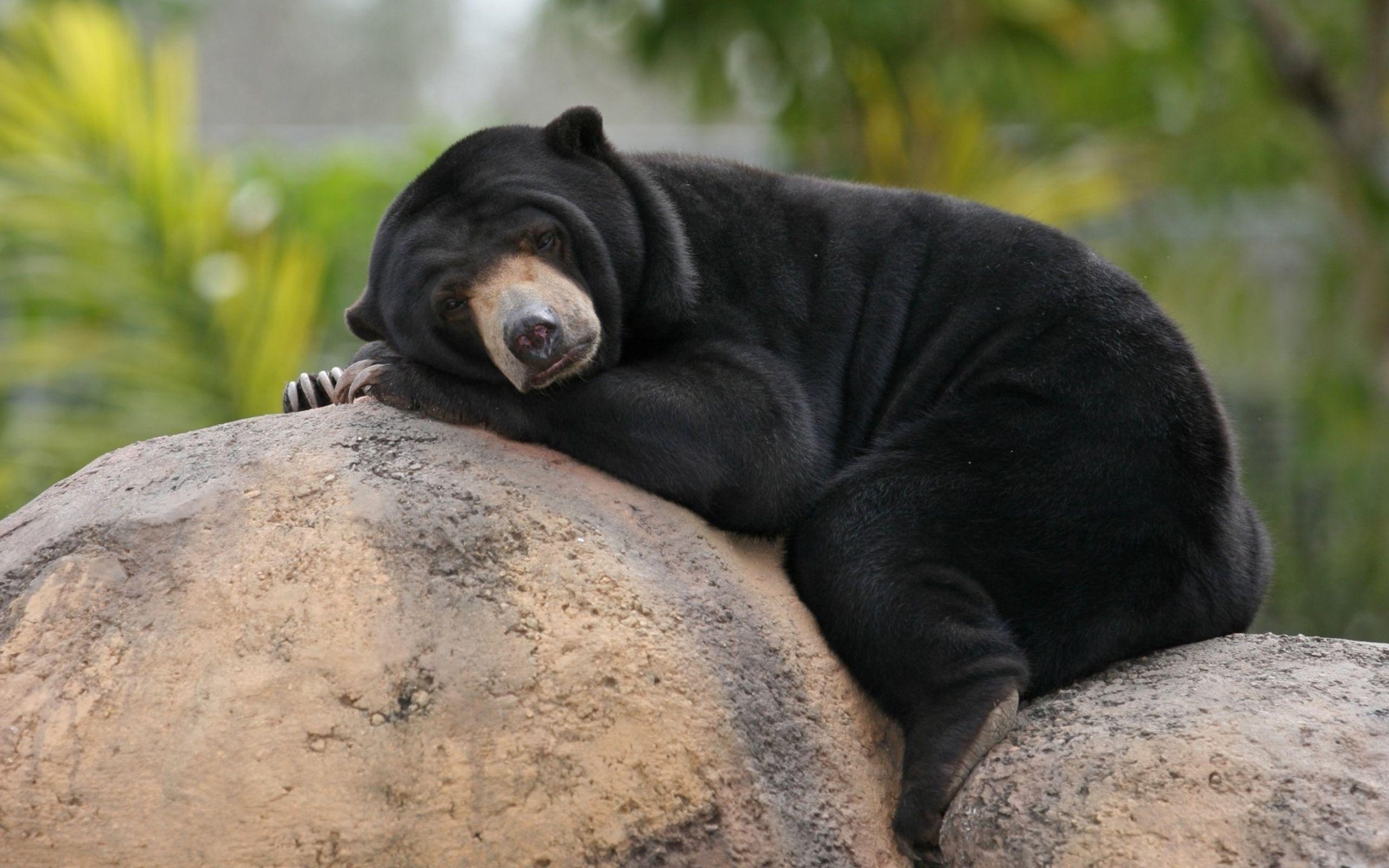 free screensaver wallpapers for sun bear