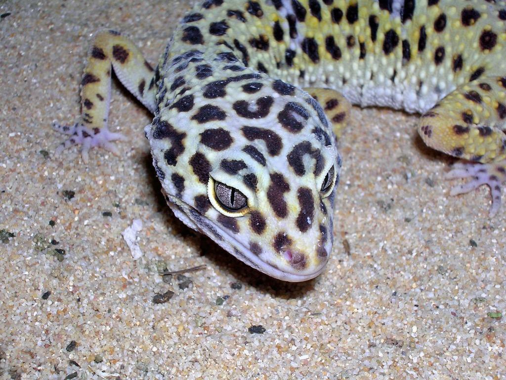 Gecko Wallpapers HD FREE for Android