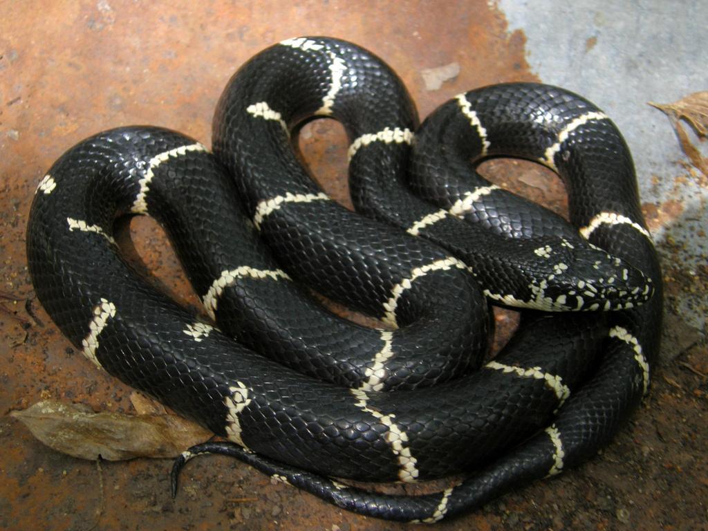 Eastern Kingsnake