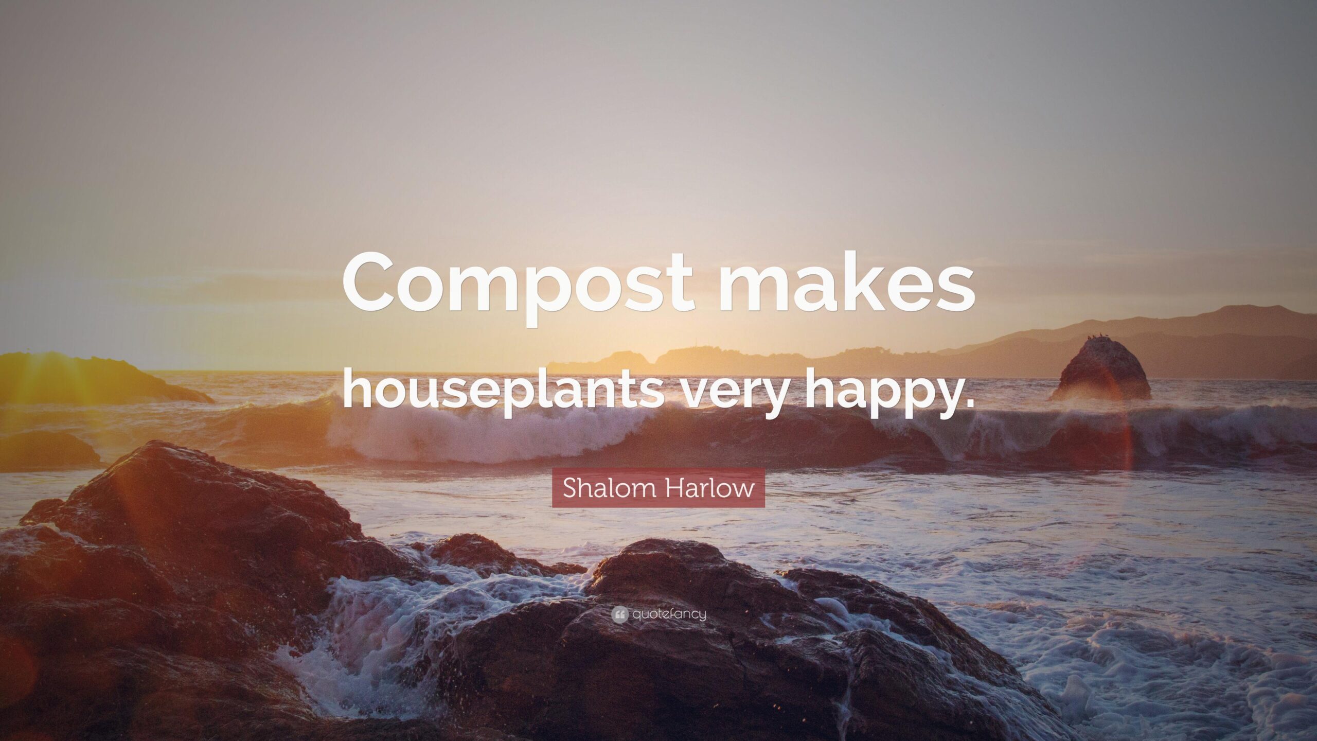 Shalom Harlow Quote: “Compost makes houseplants very happy.”