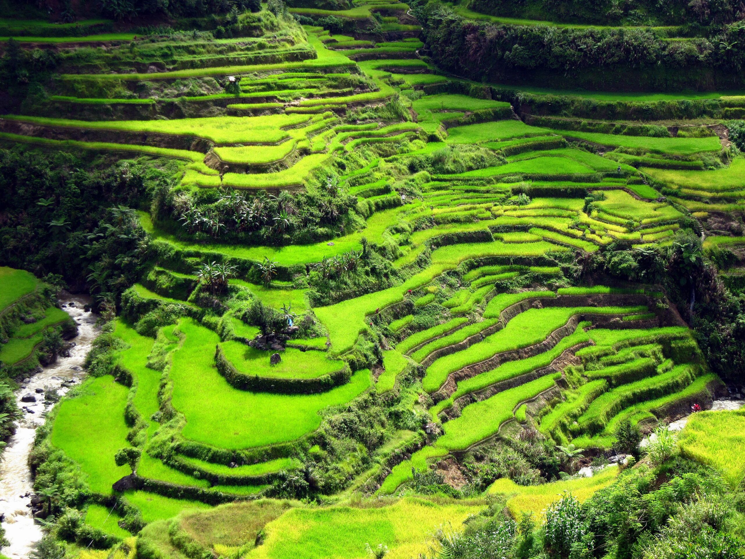 Banaue Rice Terraces Wallpapers