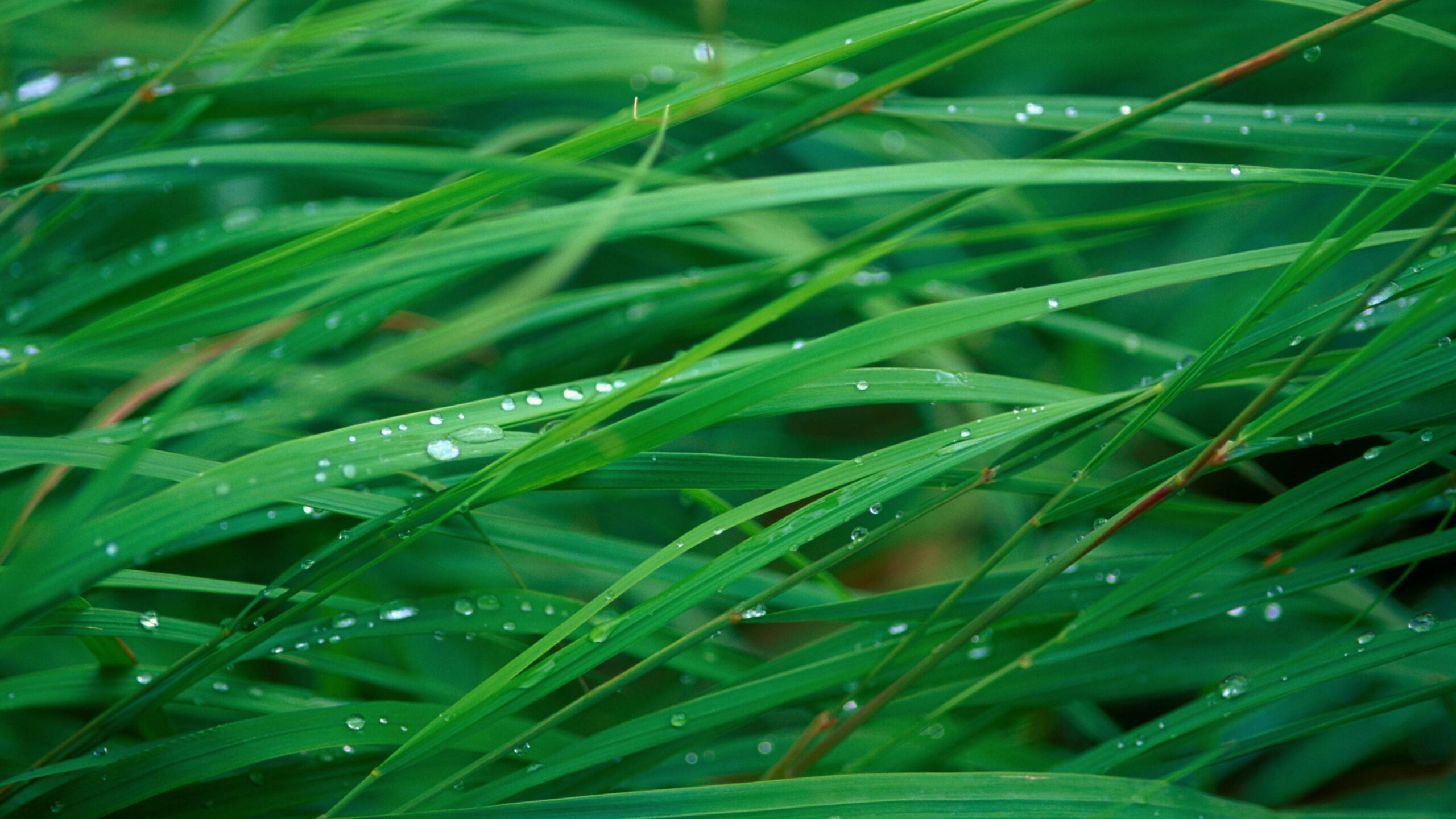 Wallpapers grass, 5k, 4k wallpaper, OSX, green, dew, Nature