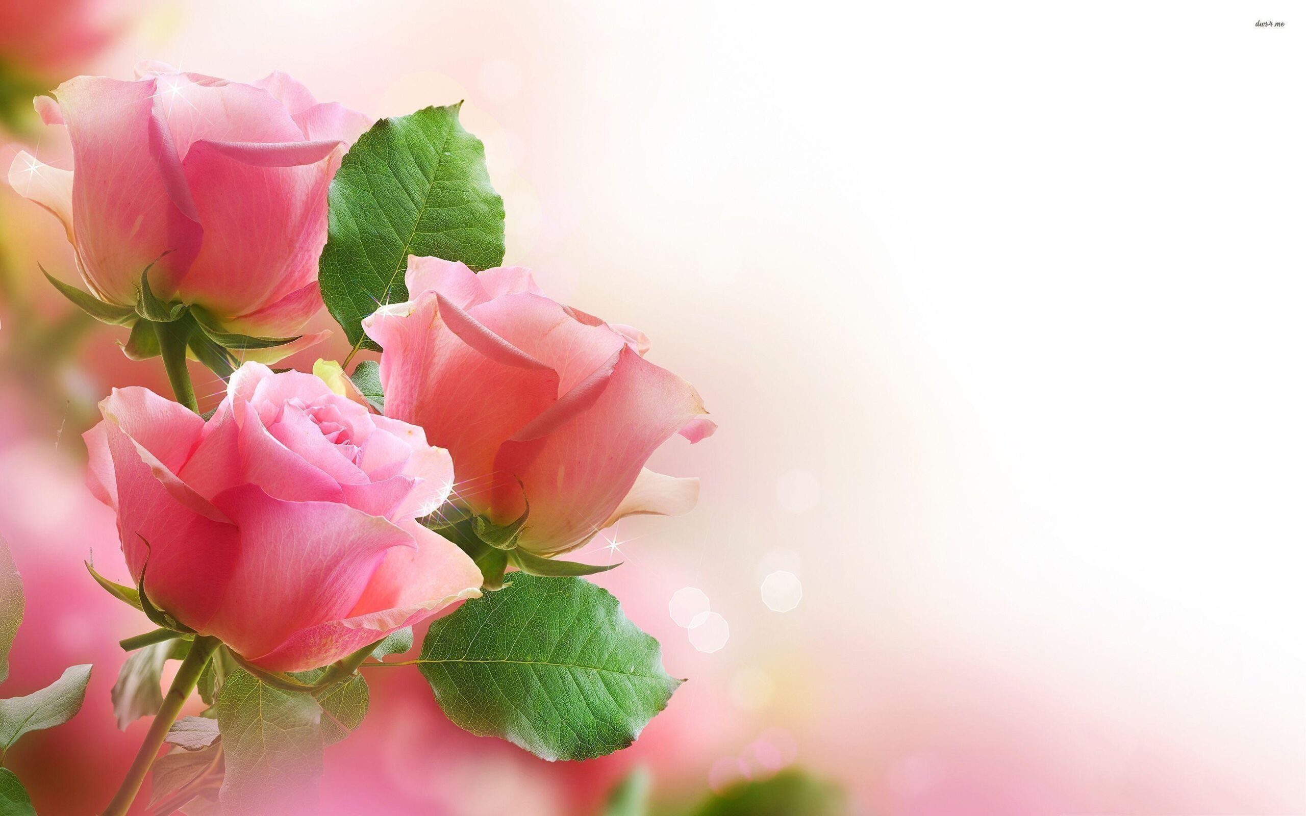 Green Rose Wallpapers Hd Base PX ~ Wallpapers Roses