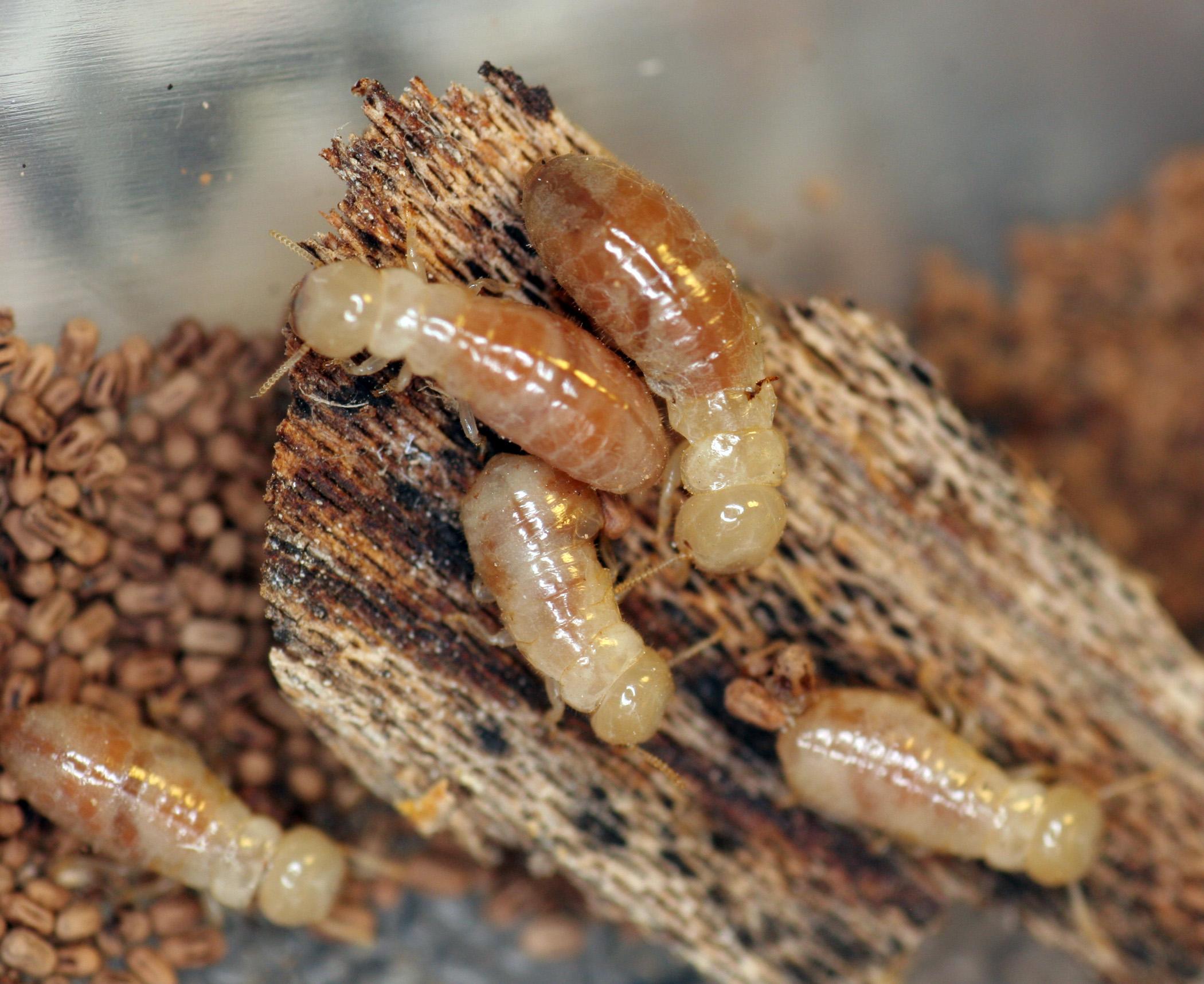 Termites Wallpapers High Quality