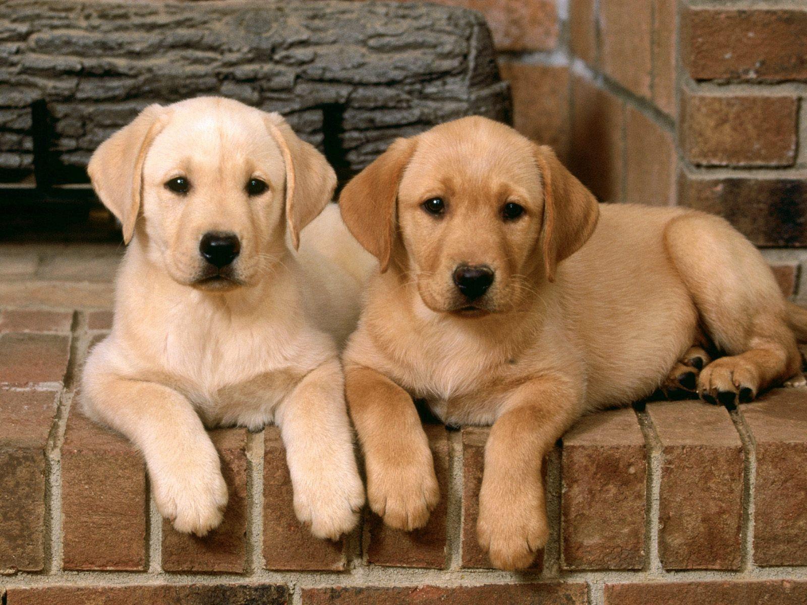 Labrador Retriever Wallpapers